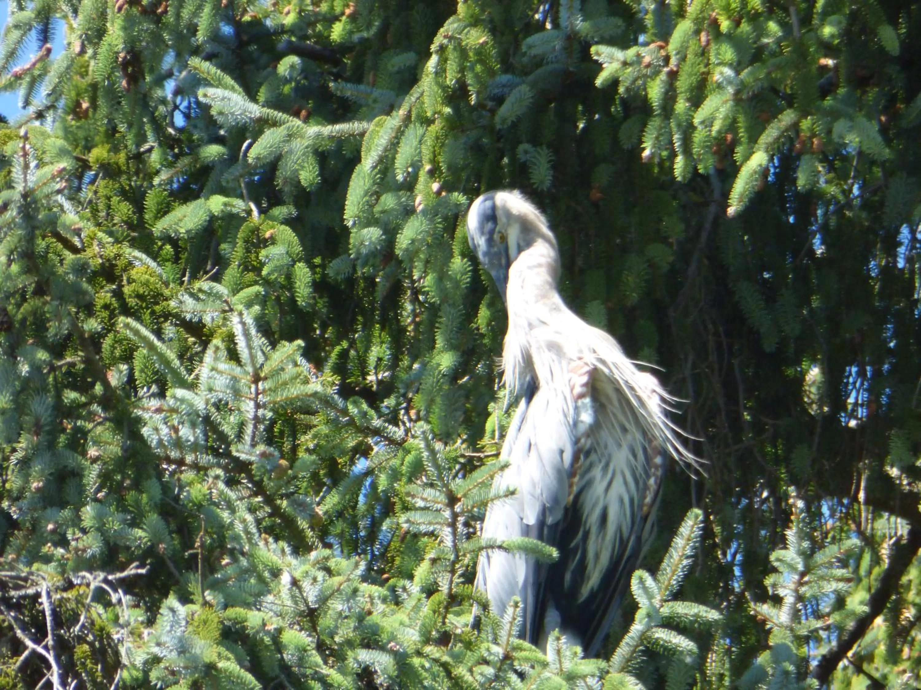 Animals, Other Animals in Sheltered Nook On Tillamook Bay