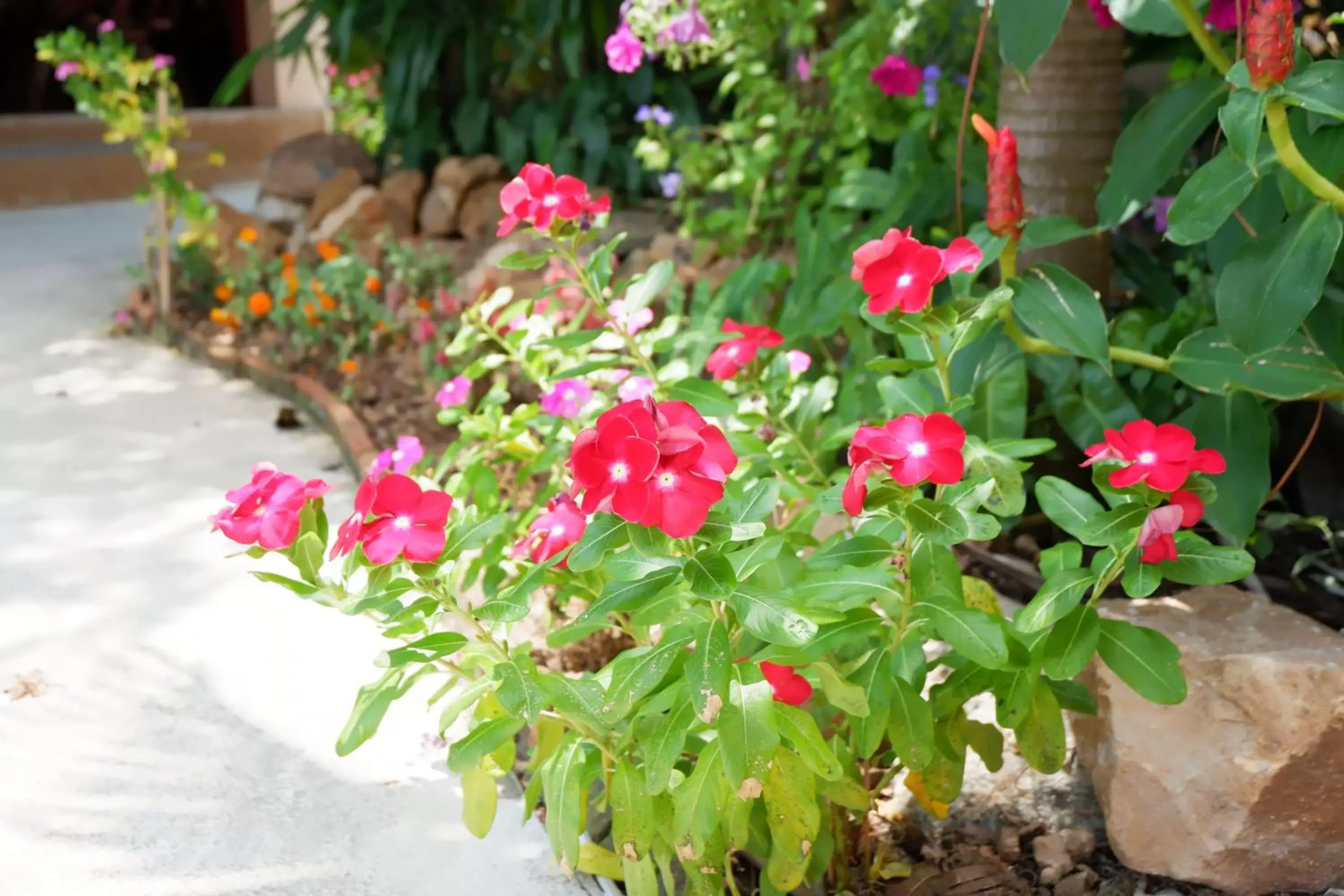 Garden in Panisara Pool Villa Resort Huahin