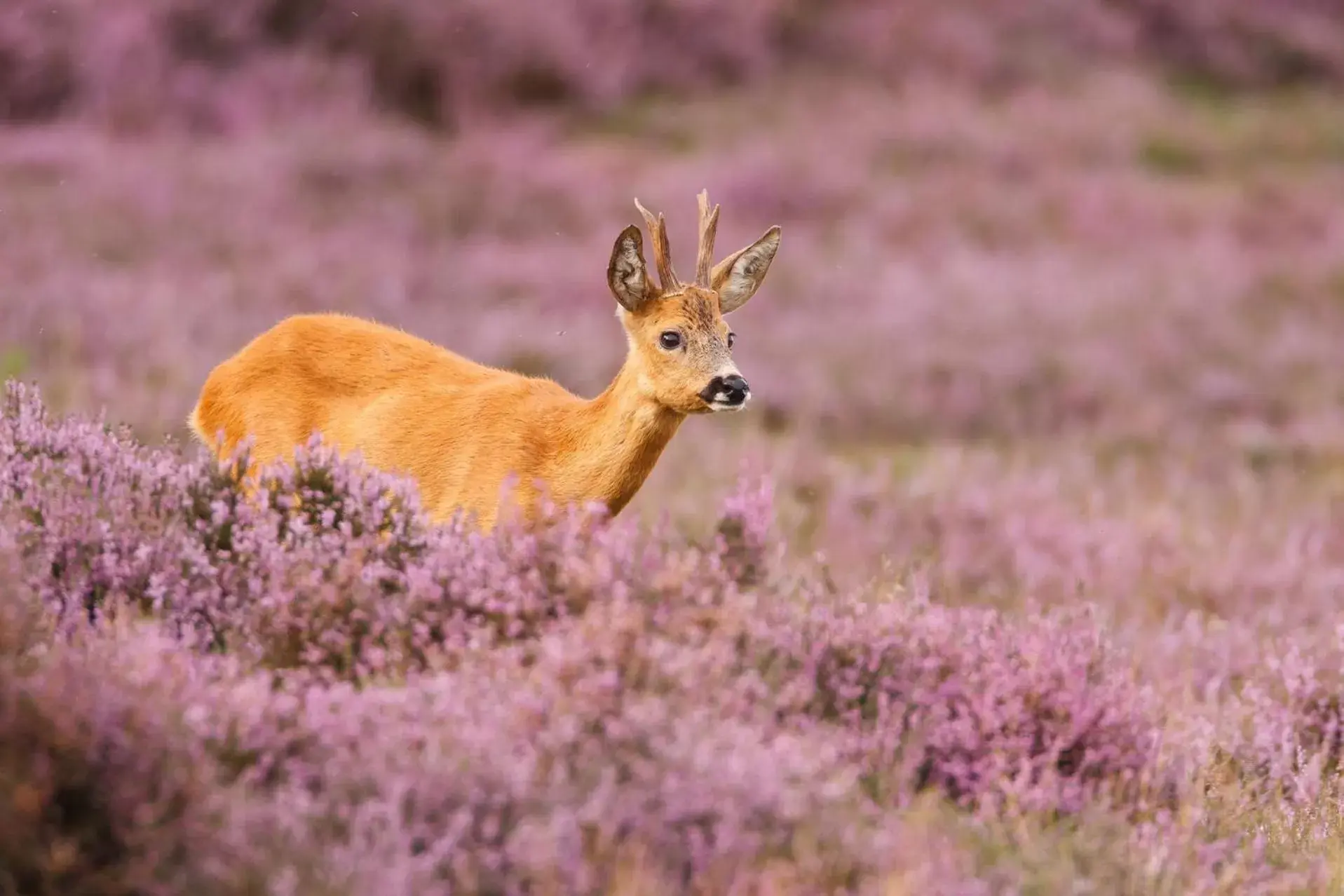 Natural landscape, Other Animals in Boutique Hotel Beekhuizen