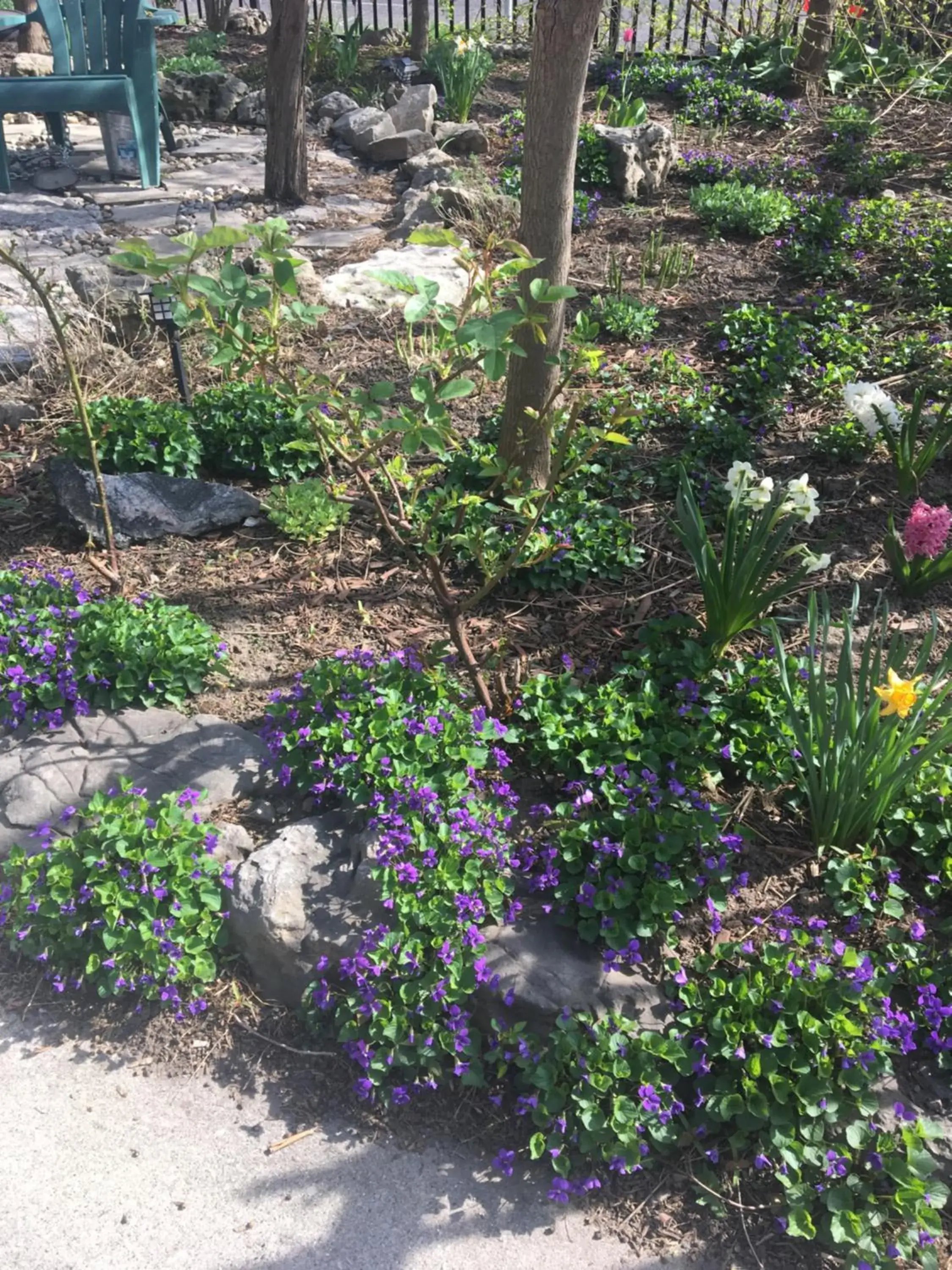 Spring, Garden in Pring Guesthouse