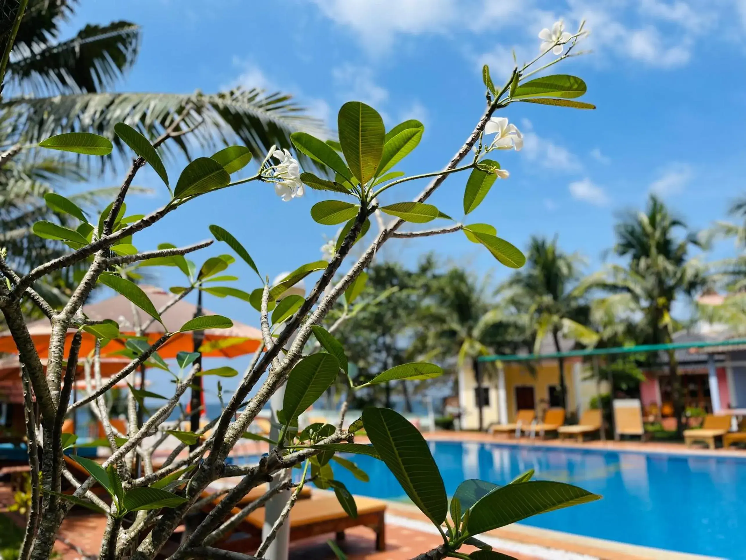 Swimming Pool in Orange Resort