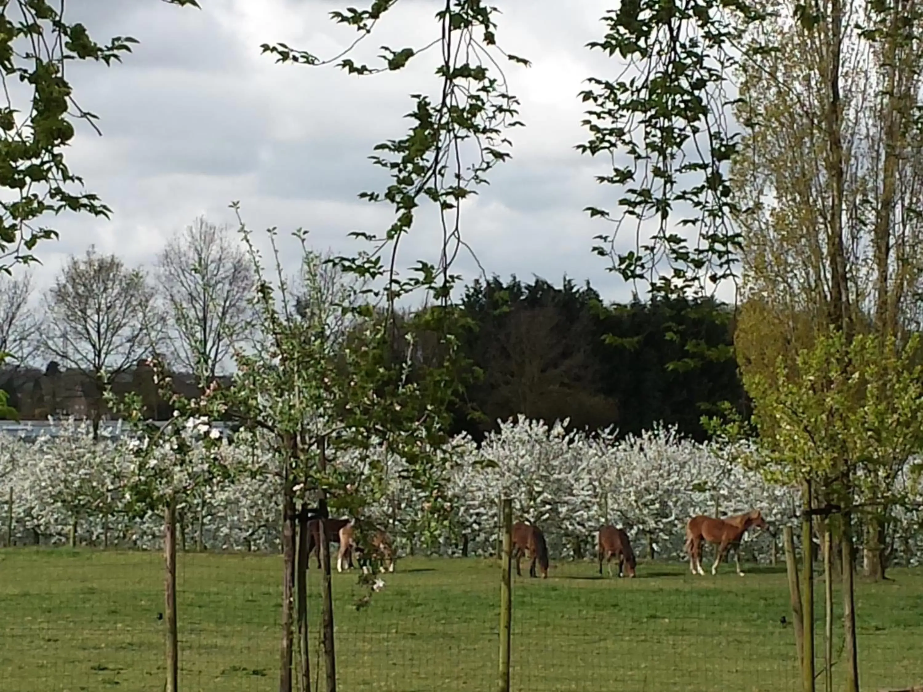 Natural landscape, Garden in B&B Johannes-Hoeve