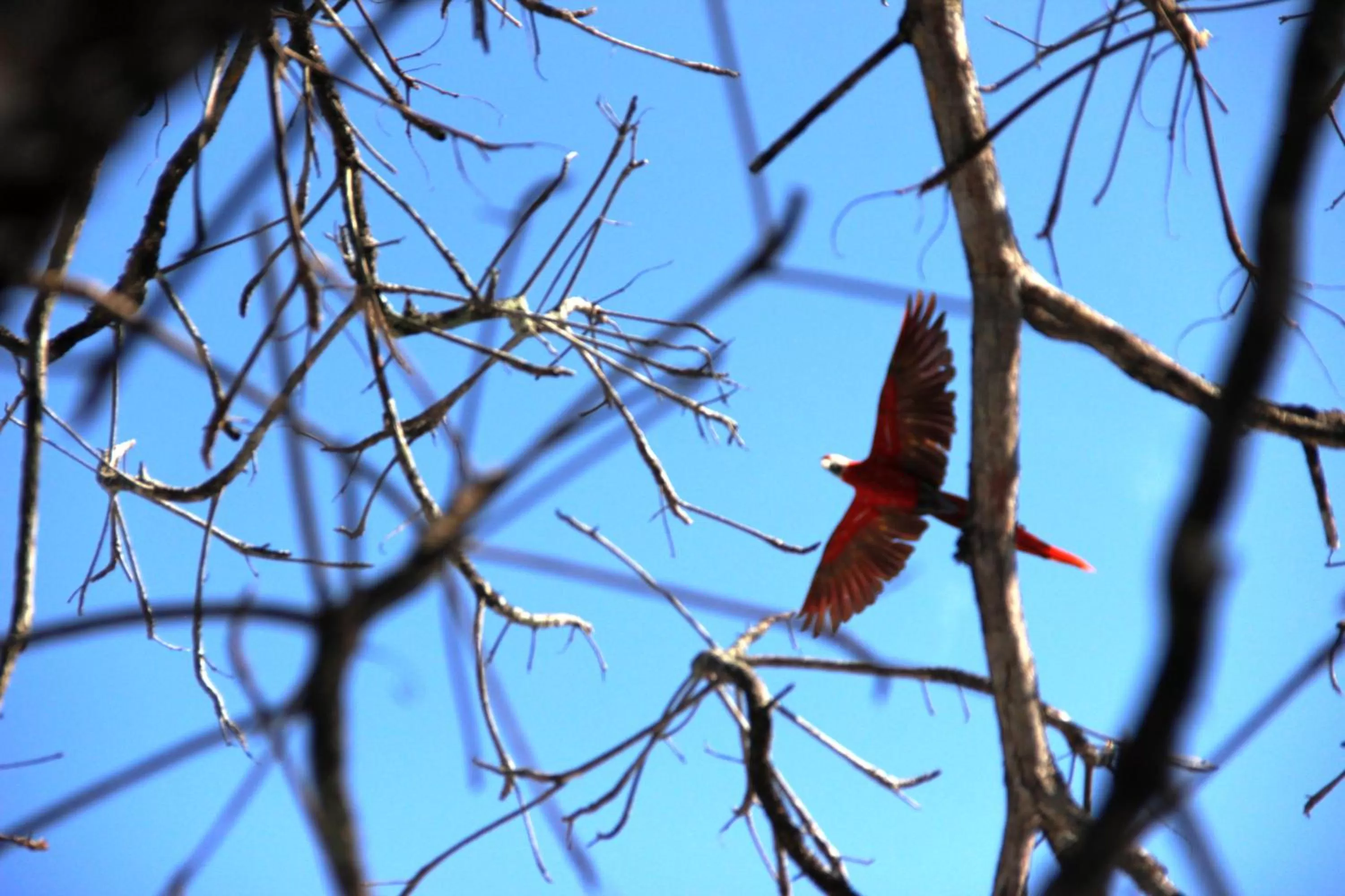 Animals in Hotel Arenas en Punta Leona
