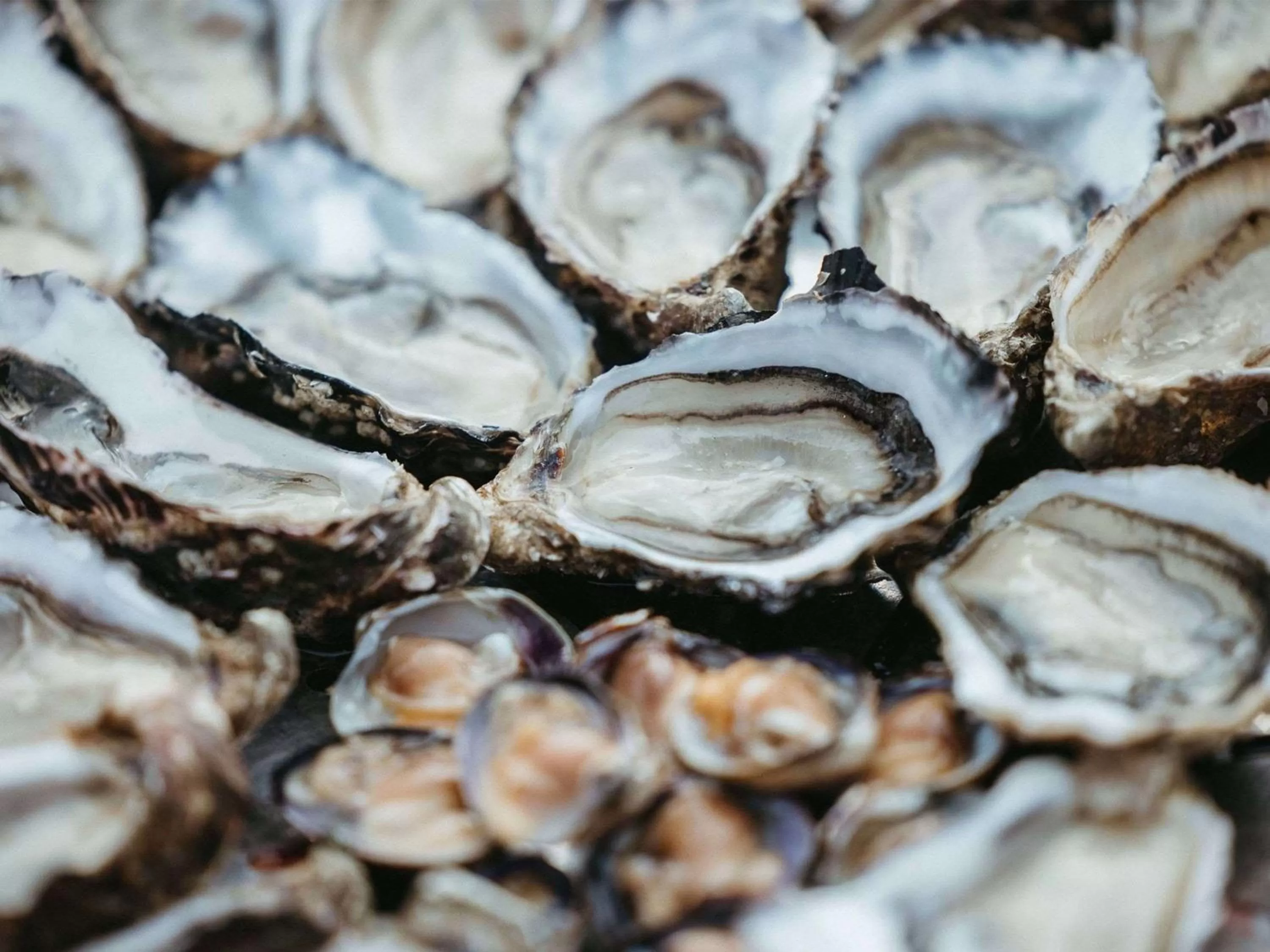 Restaurant/places to eat, Food in Novotel Thalassa Ile d'Oléron