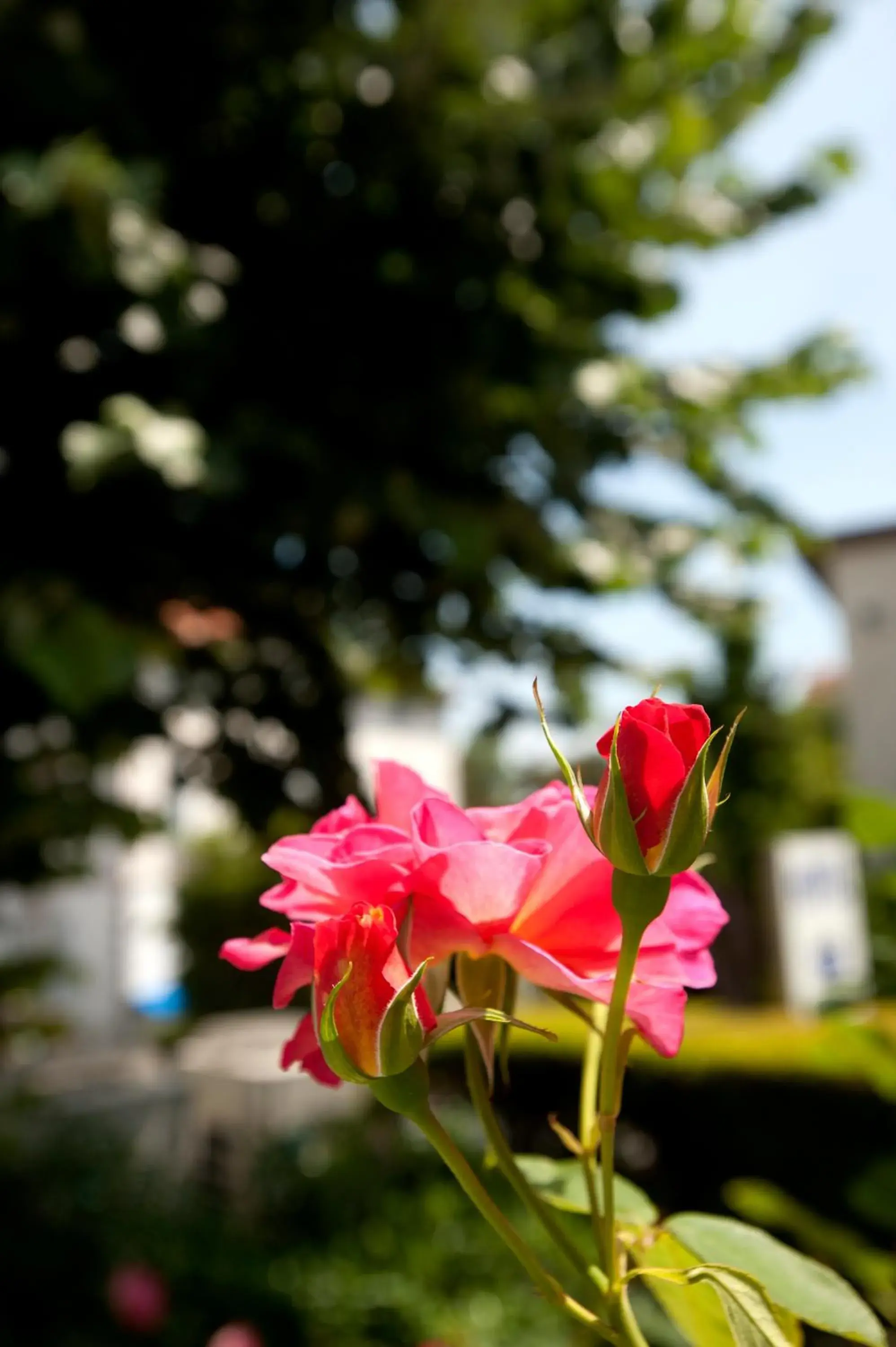 Garden in Hotel Edouard VII