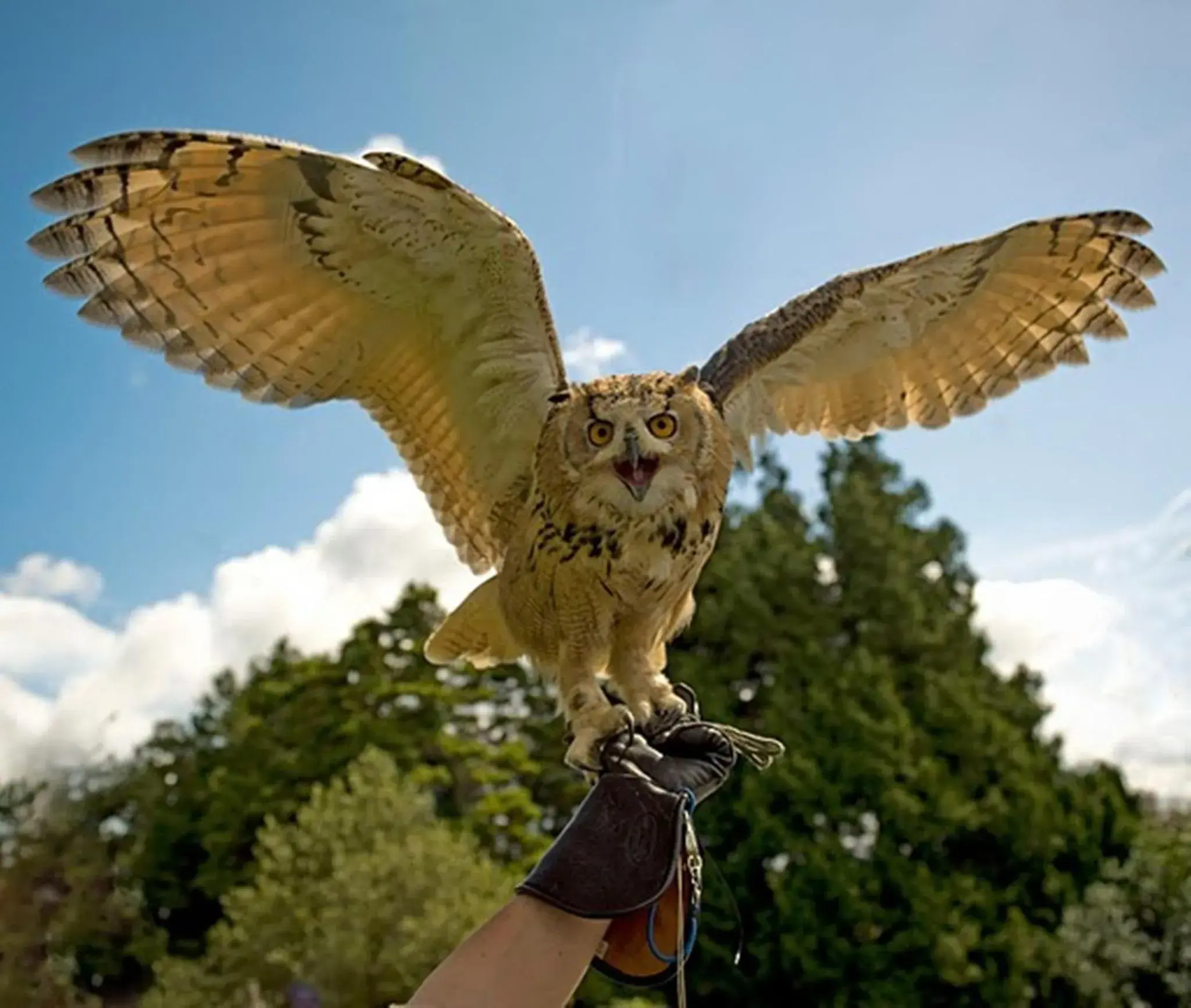 Activities, Other Animals in Bovey Castle