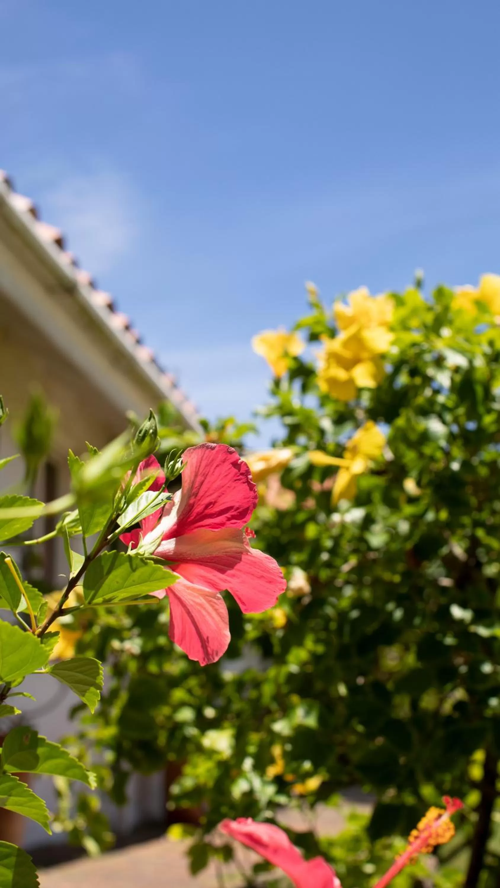 Garden in Hosteria Mar y Sol
