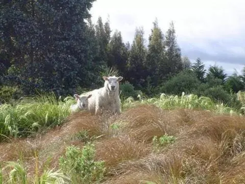 Garden, Pets in Hokonui Bed & Breakfast