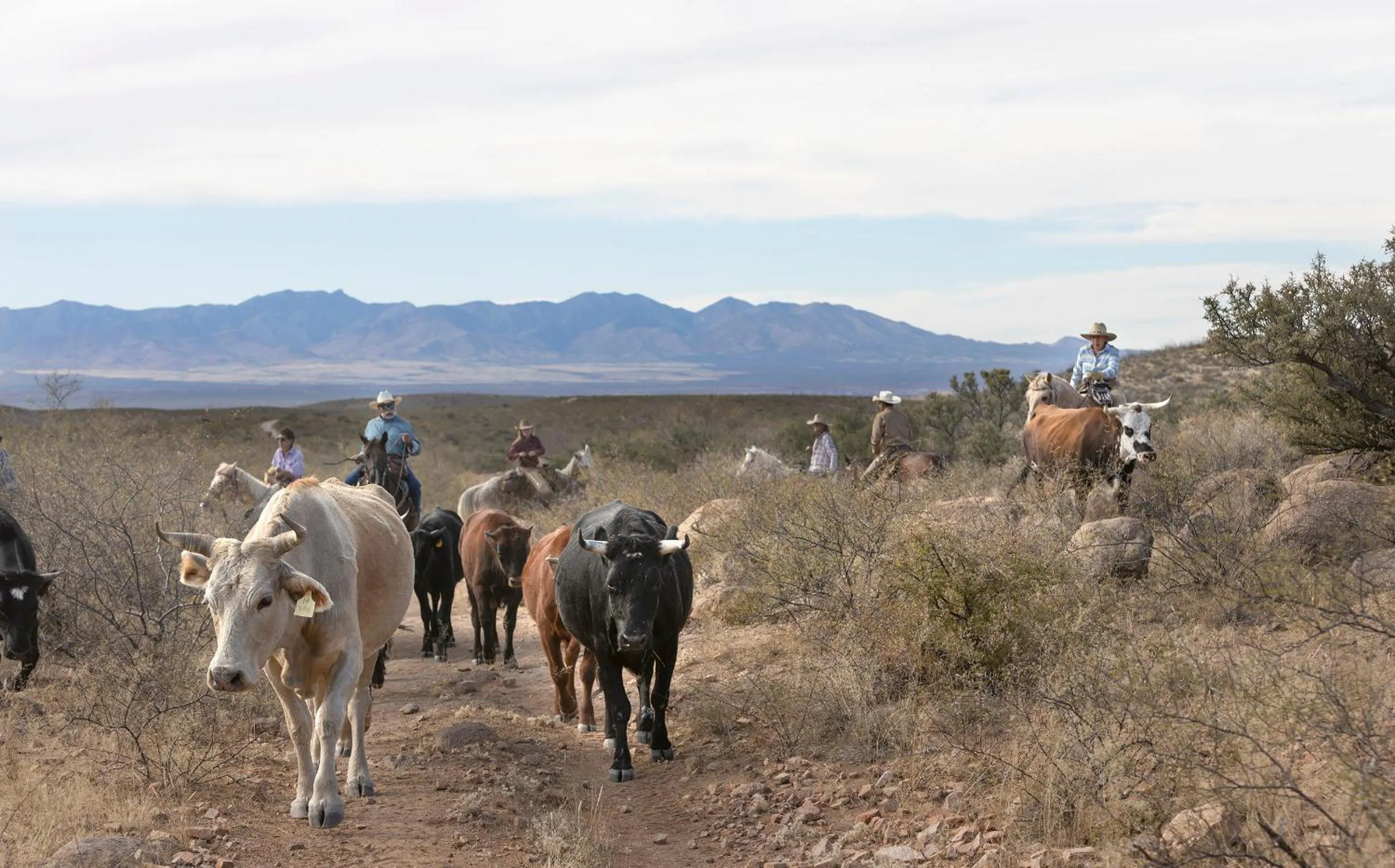 Horse-riding in Tombstone Monument Guest Ranch