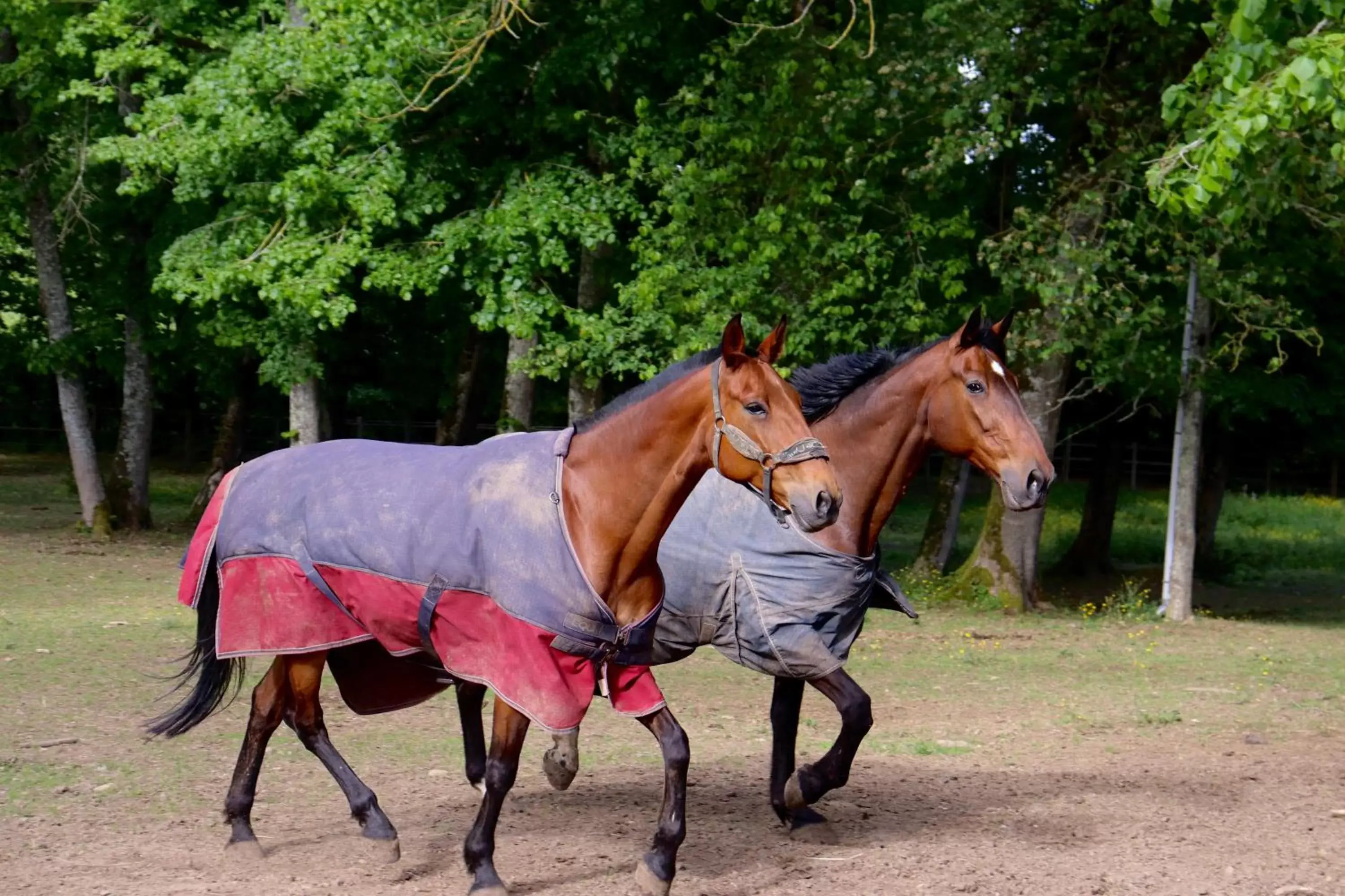 Horseback Riding in Maison D'hôtes Sainte-Marie