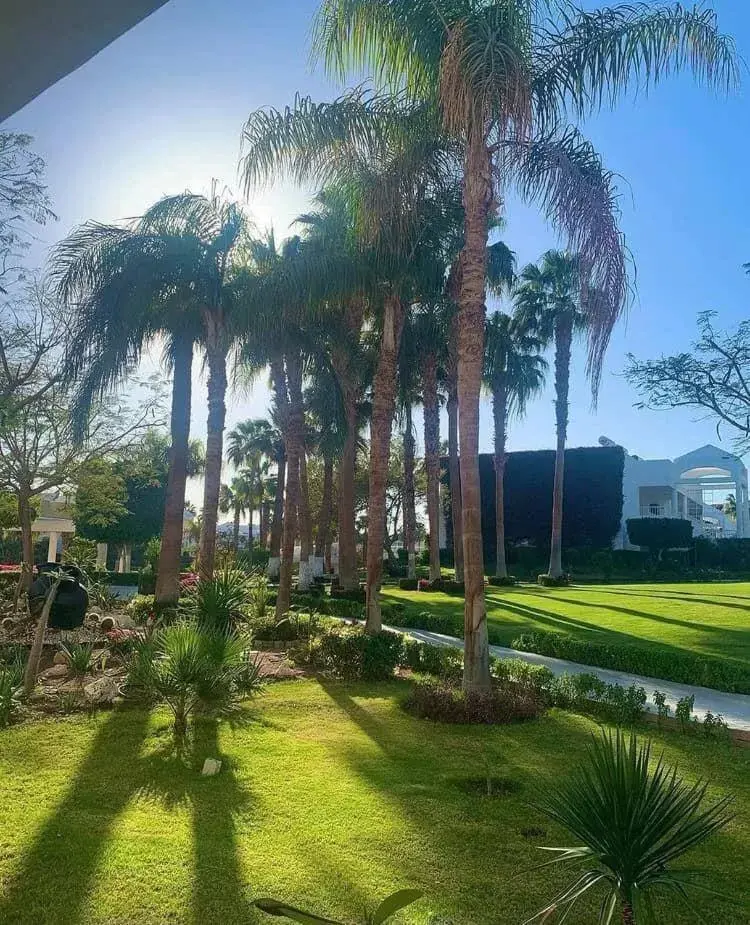 Garden in Monte Carlo Sharm Resort & Spa