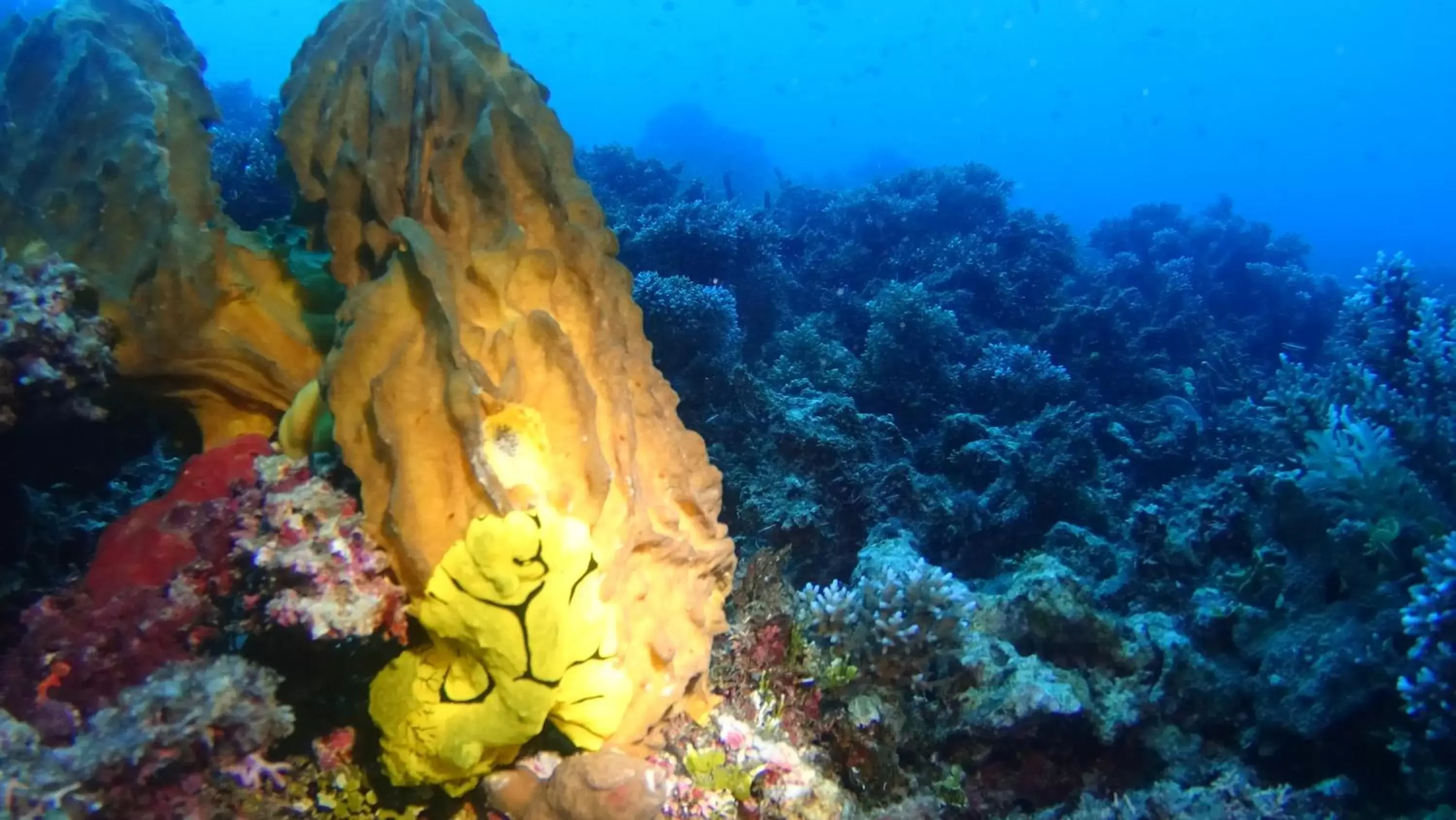 Diving, Other Animals in Turtle Bay Lodge