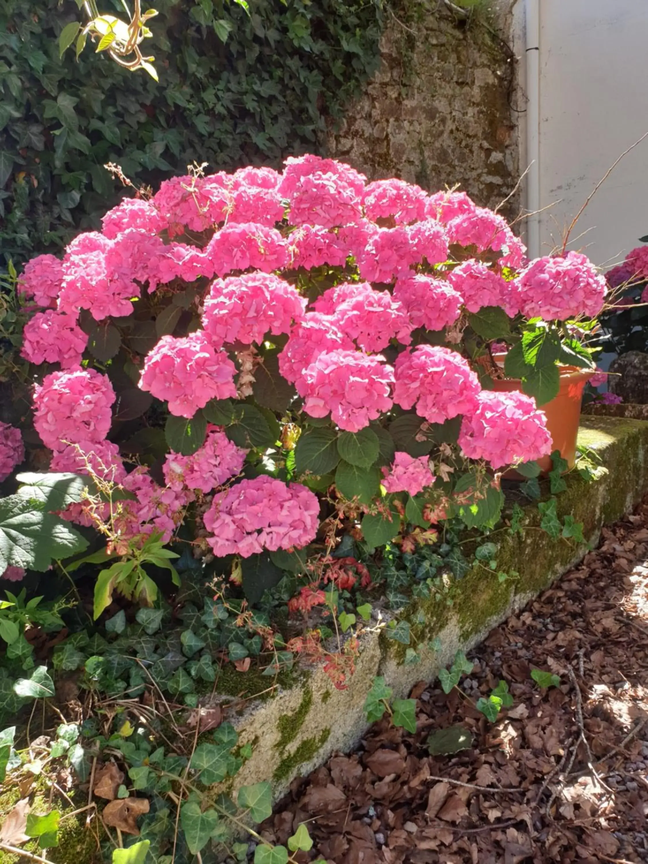 Garden in Hôtel Le Rohan