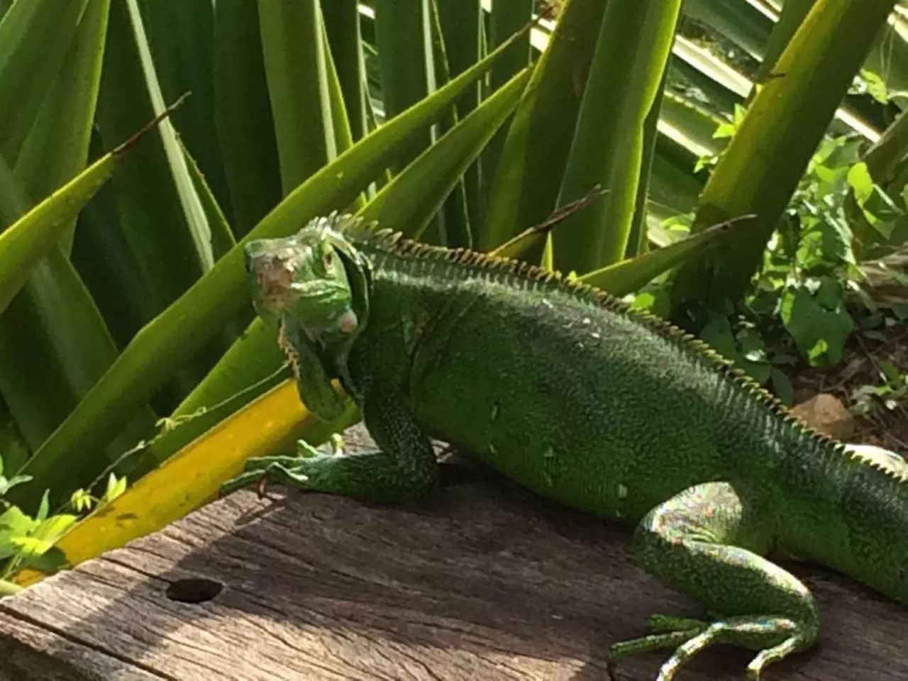 Villa Cajou chambres d'hôtes chez l'habitant et Zanzibar cottage