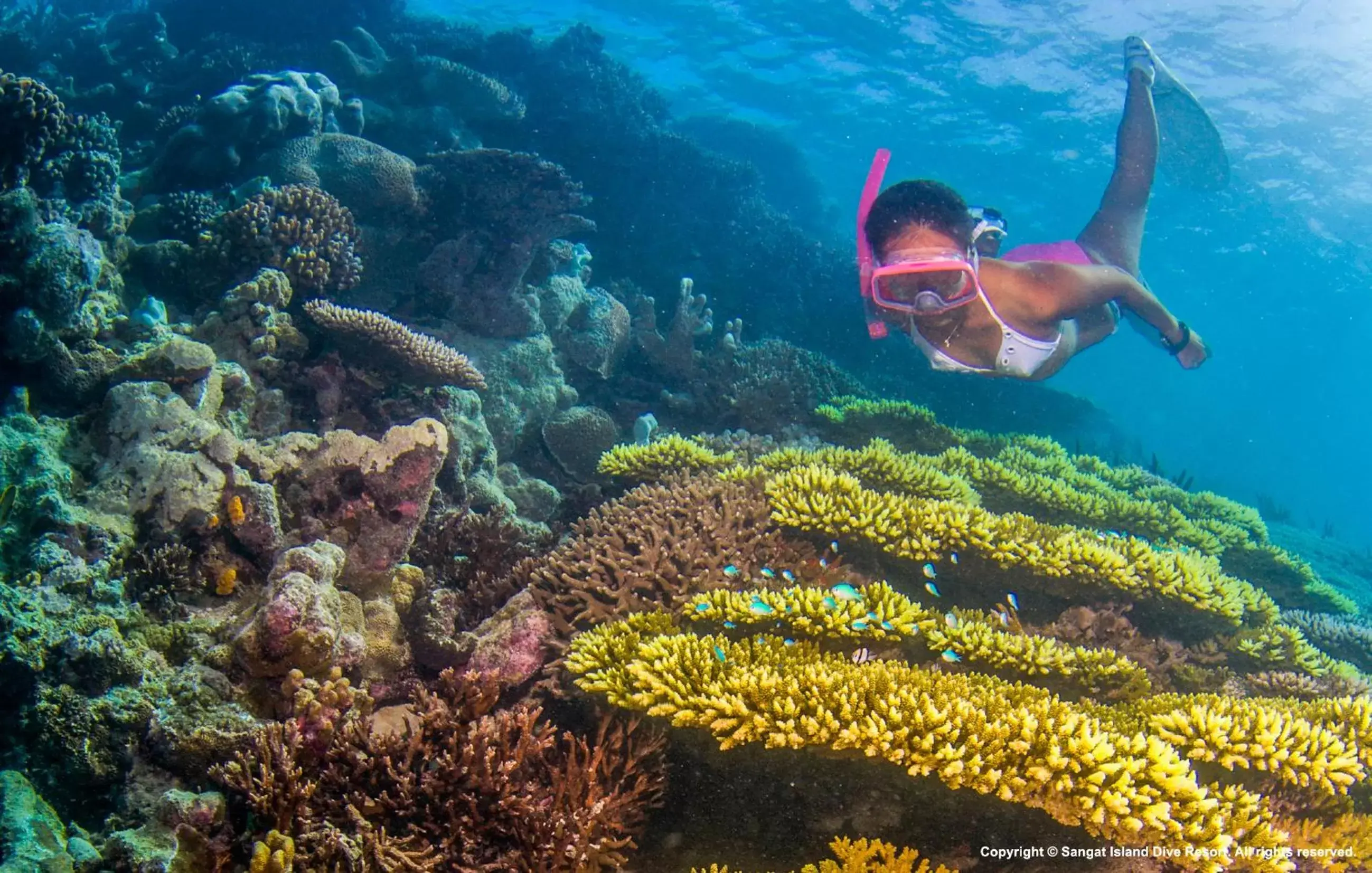 Snorkeling, Other Animals in Sangat Island Dive Resort