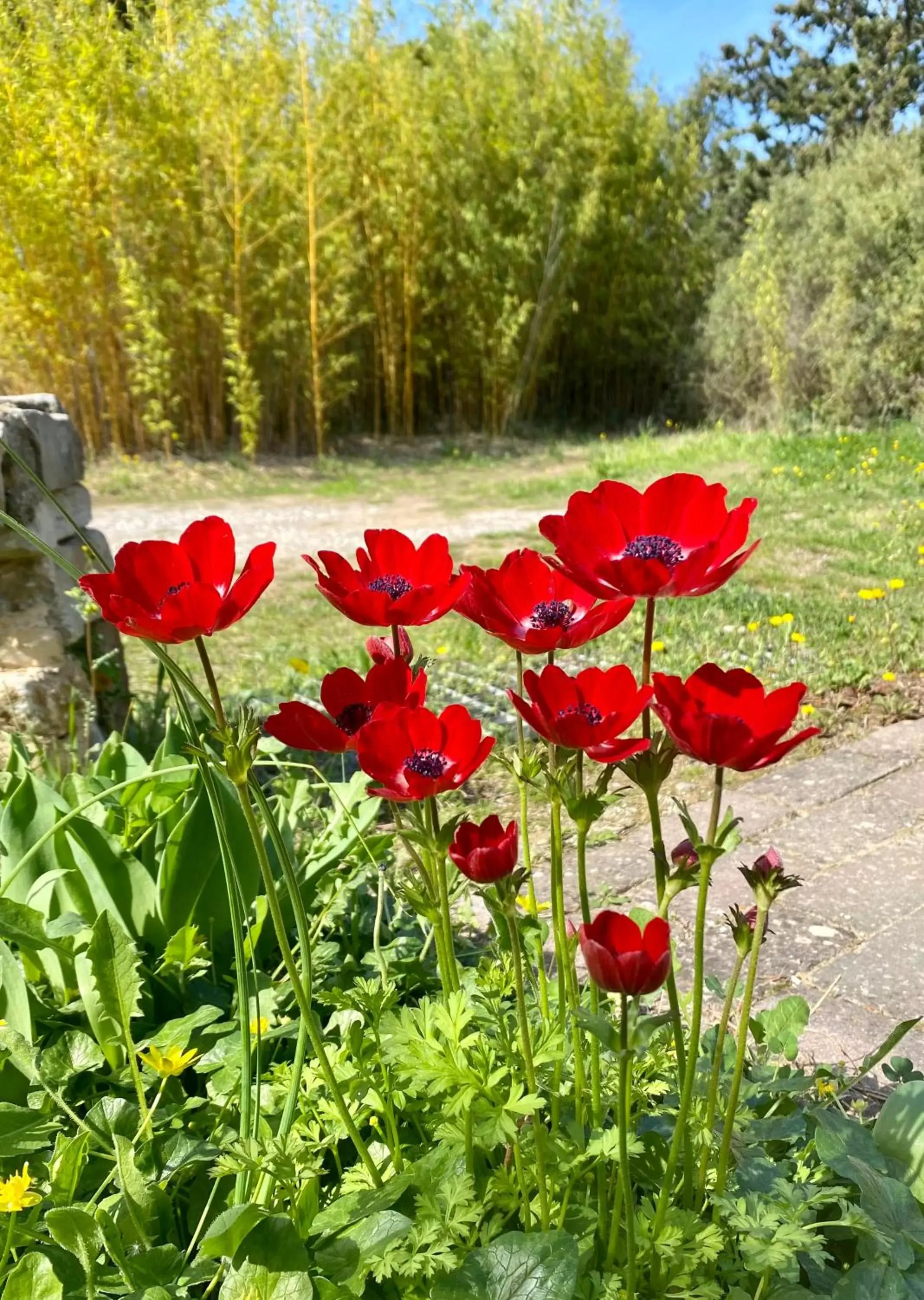 Garden in Mas des Tournevents