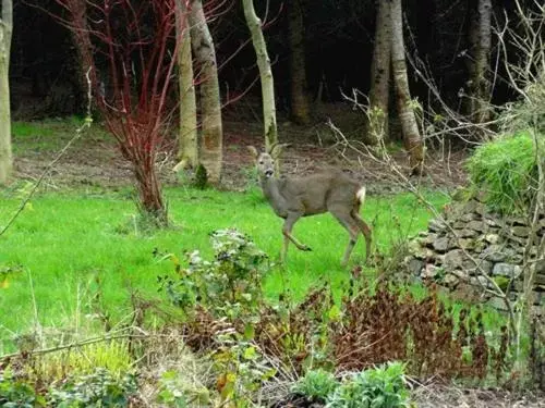 Activities, Other Animals in Lobhill Farmhouse Bed and Breakfast and Self Catering Accommodation