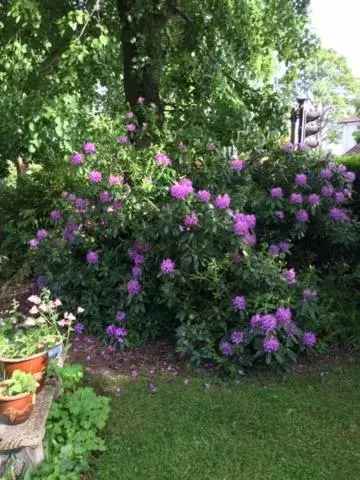 Garden in Barons Court Hotel