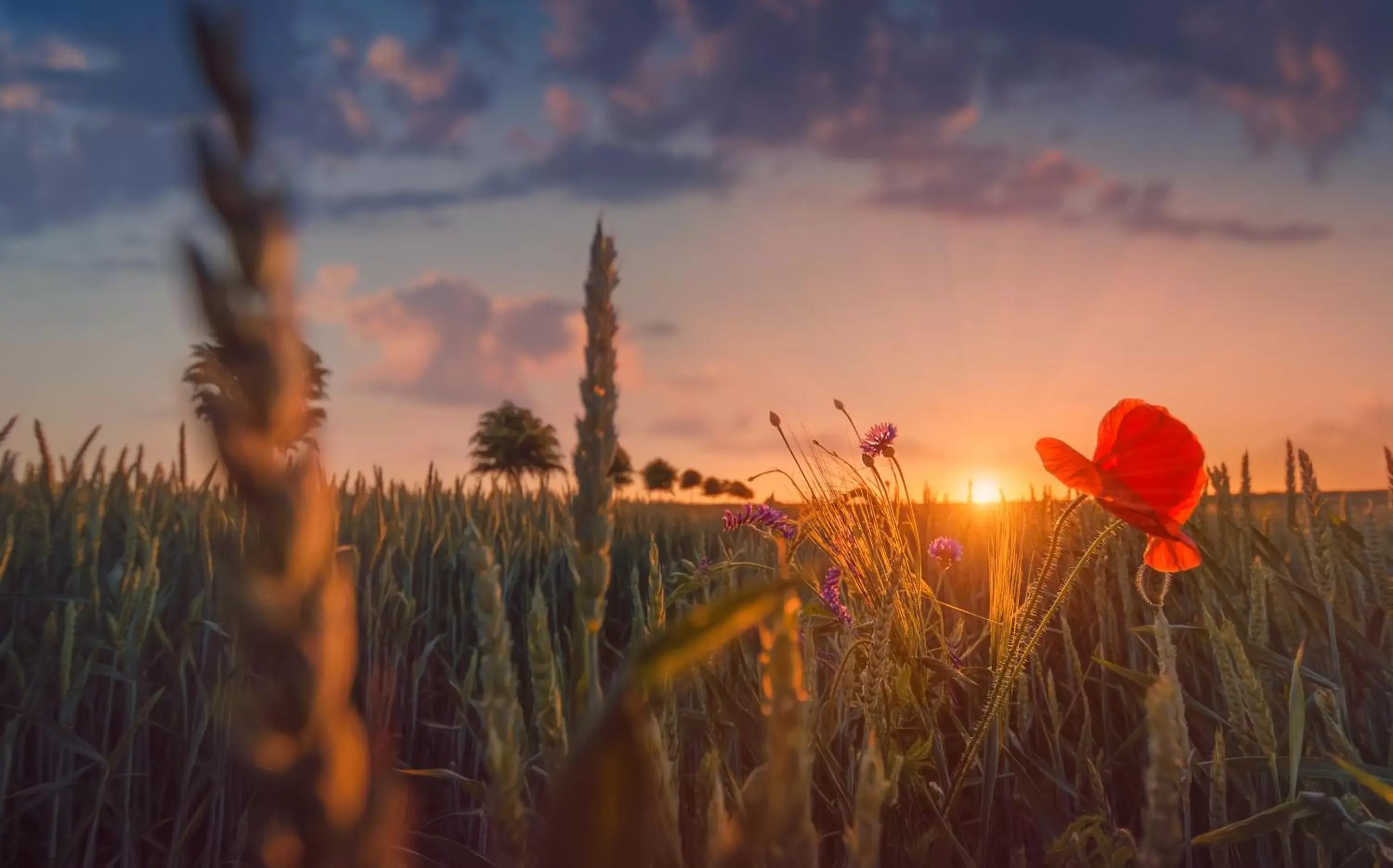 Natural landscape, Sunrise/Sunset in Hotel Wald und See