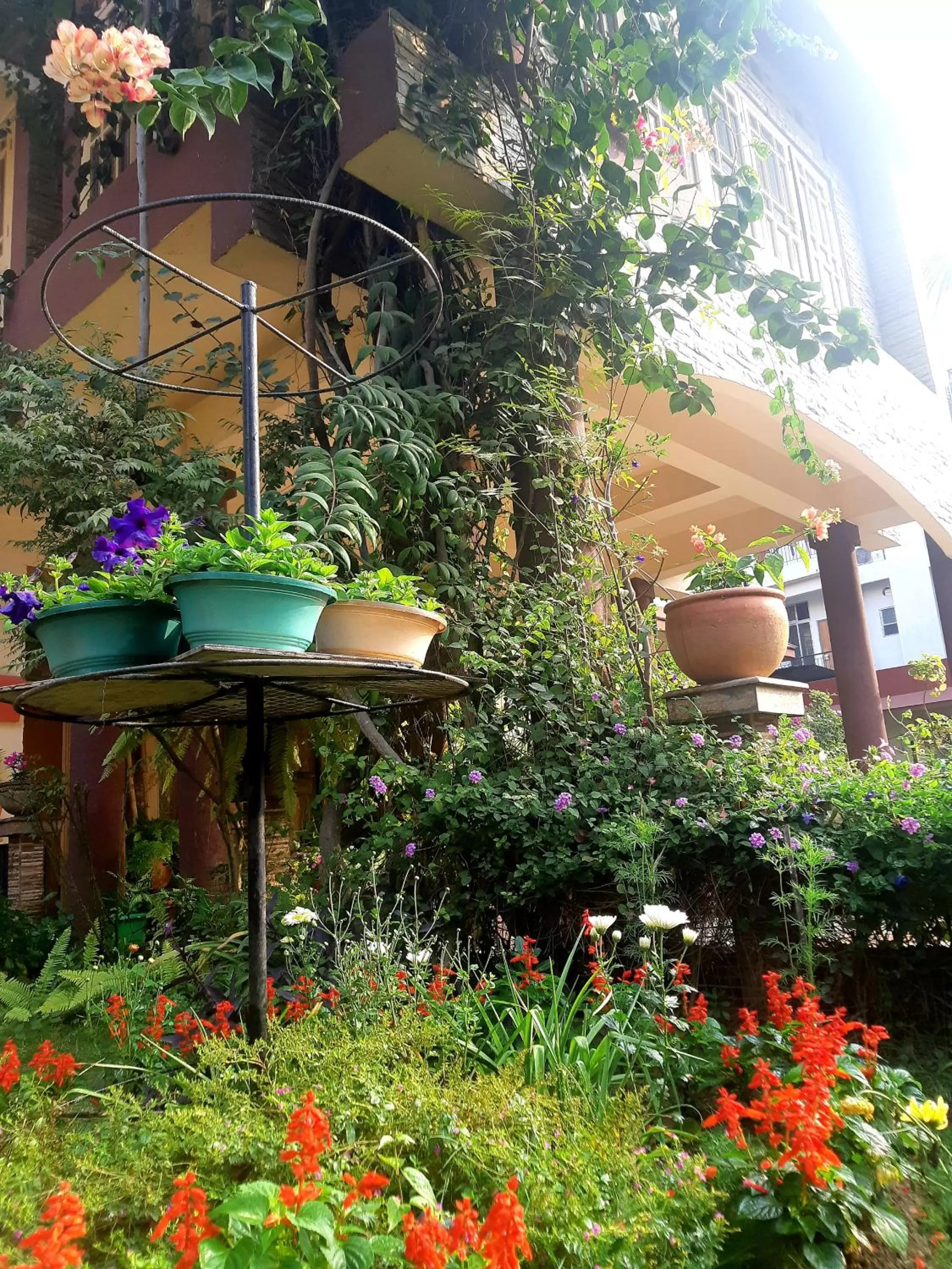 Garden in Bougainvillea