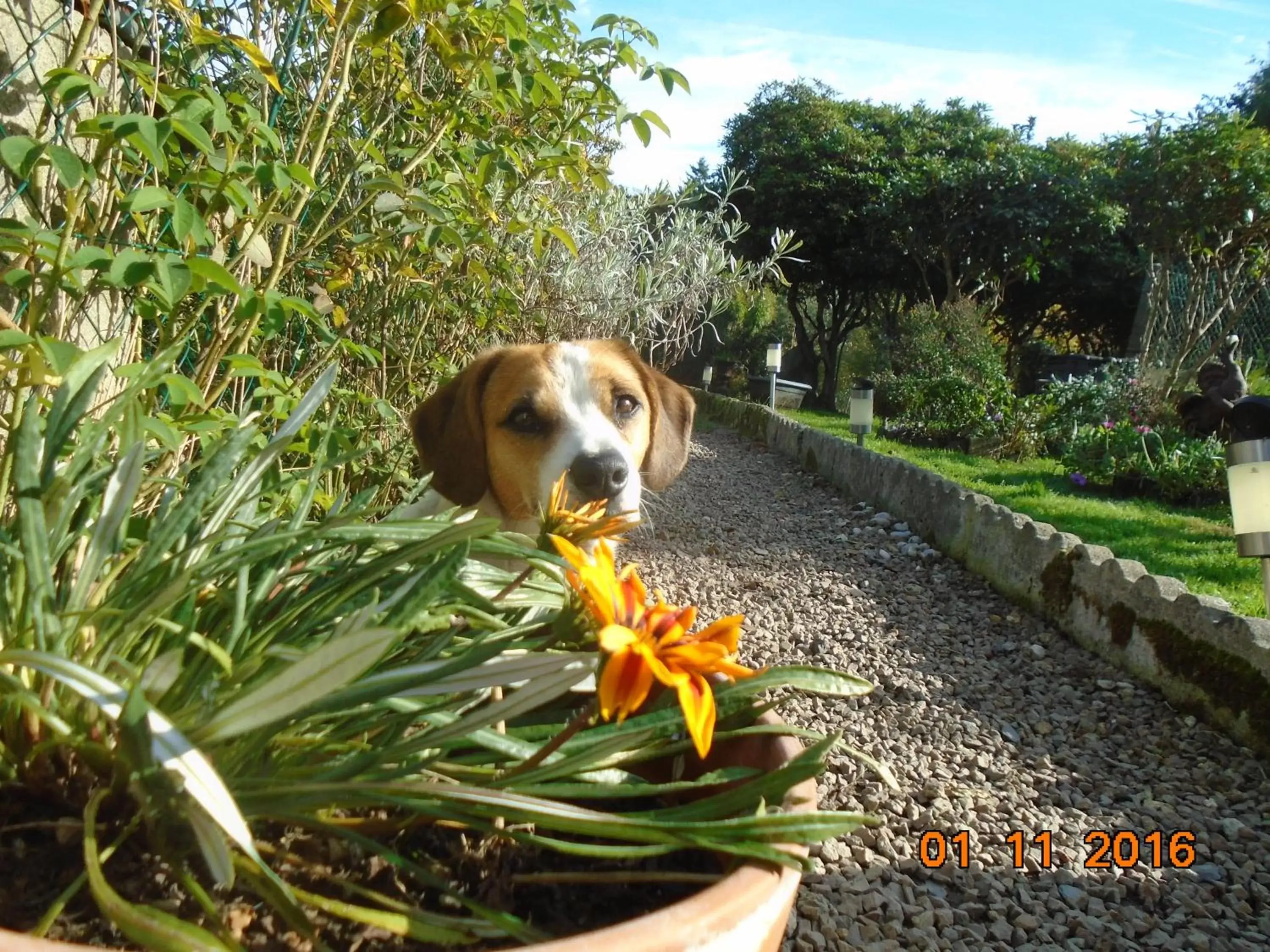 Property building, Pets in La Mare aux Fées