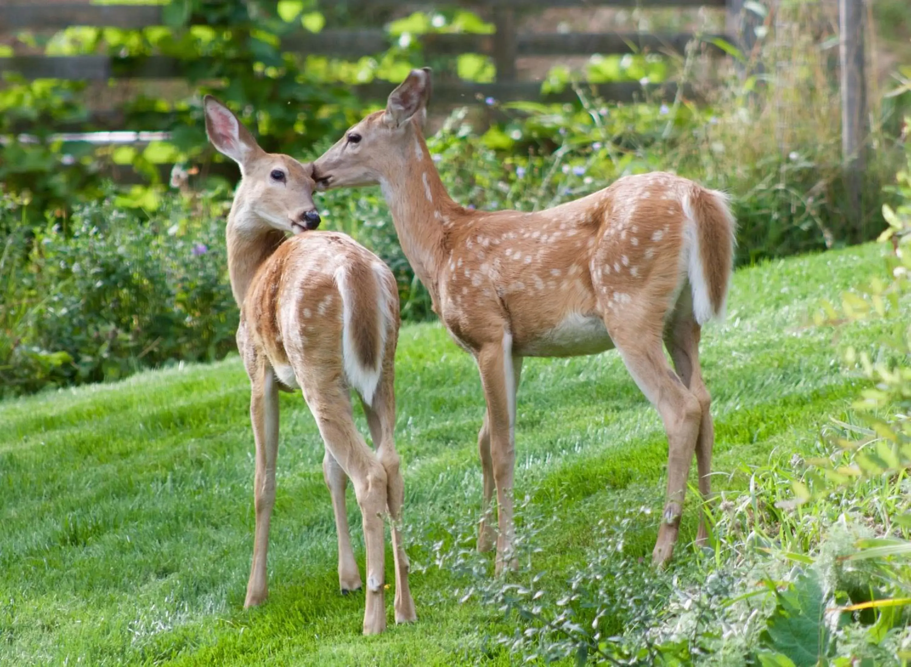 Animals, Other Animals in Windborne Bed & Breakfast