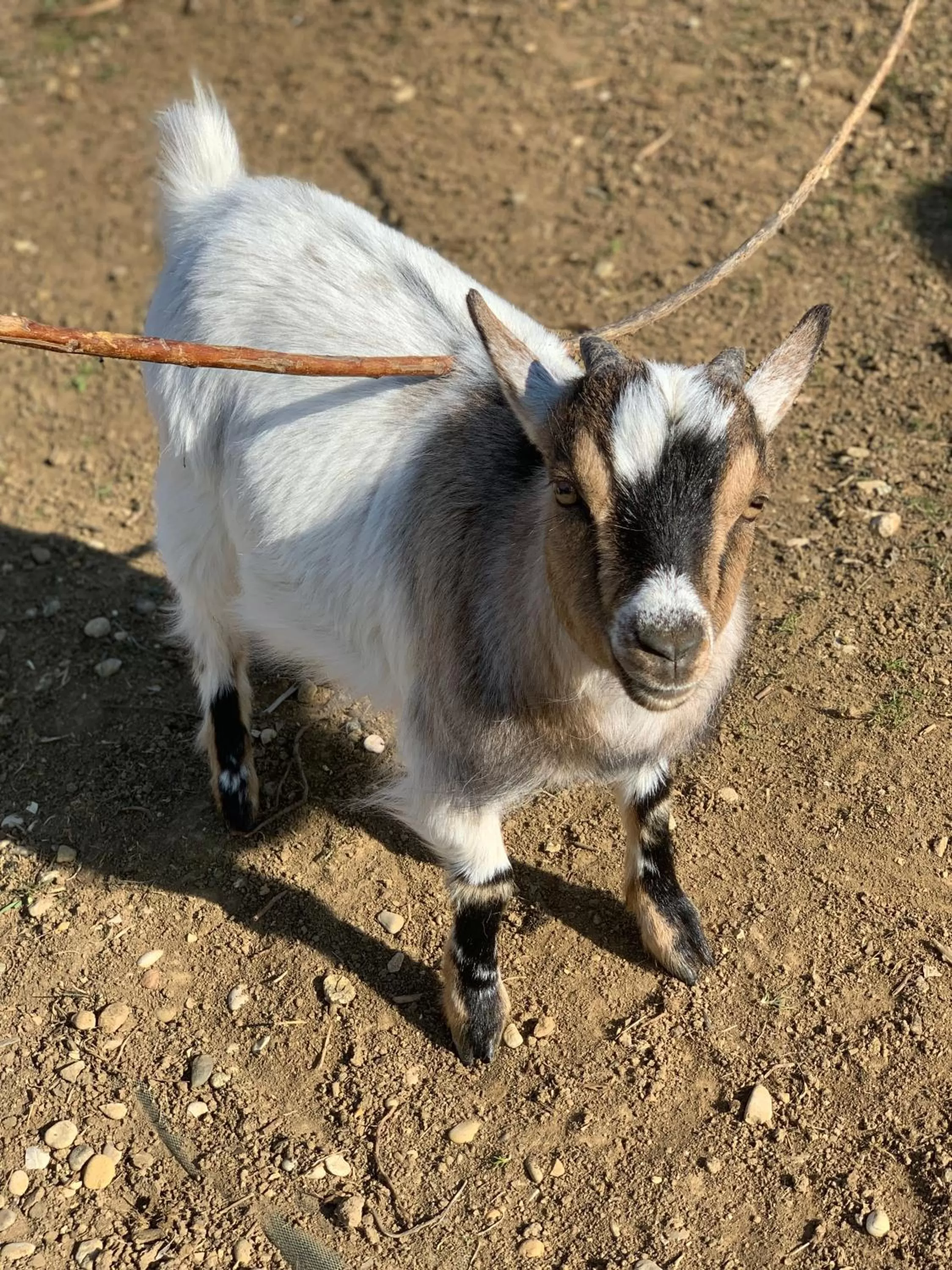 Animals in L’allée des peupliers