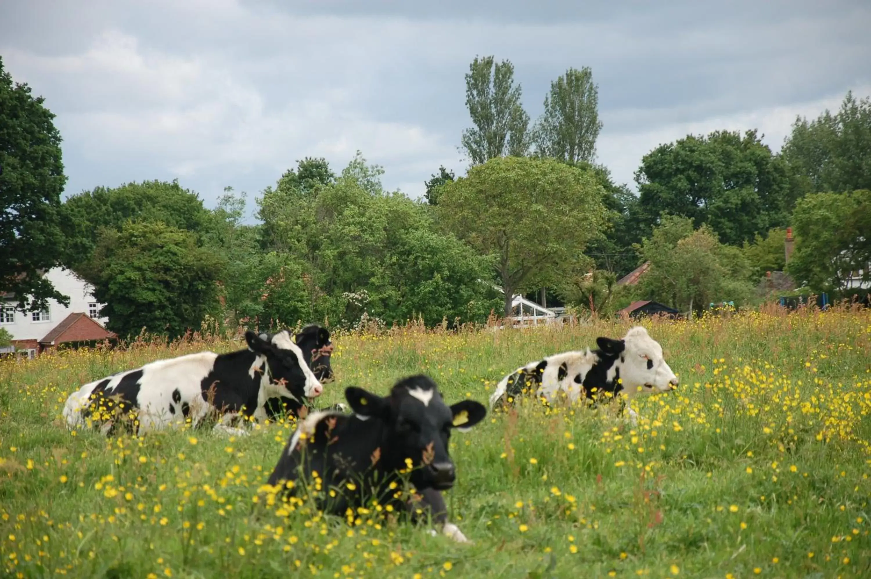 Animals in Brambles Bed and Breakfast