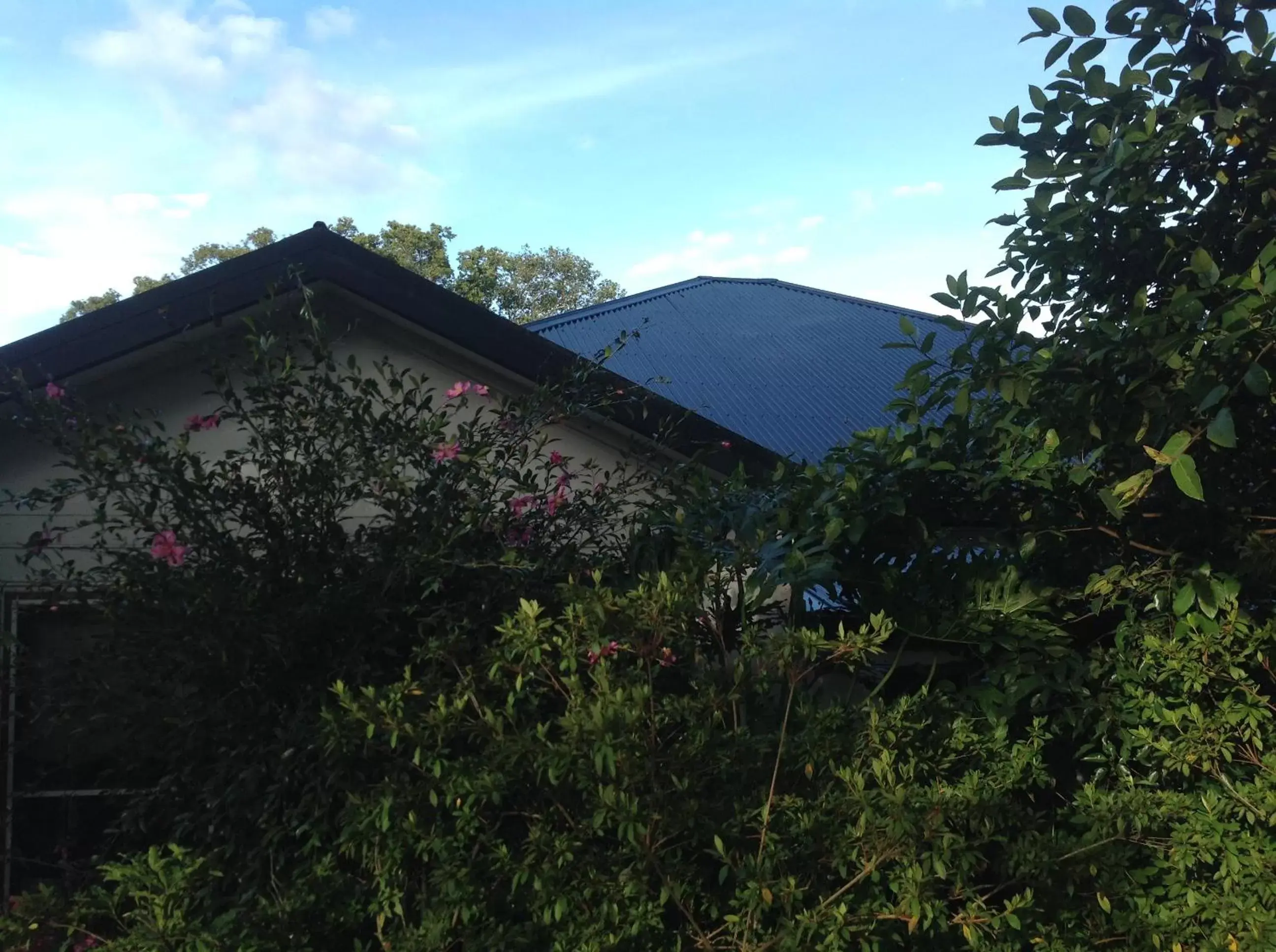 Garden, Property Building in The Laurels B&B