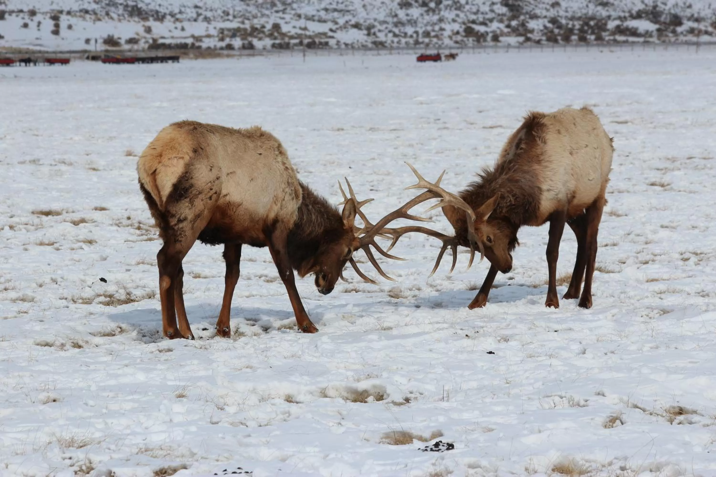 Area and facilities in Flat Creek Inn