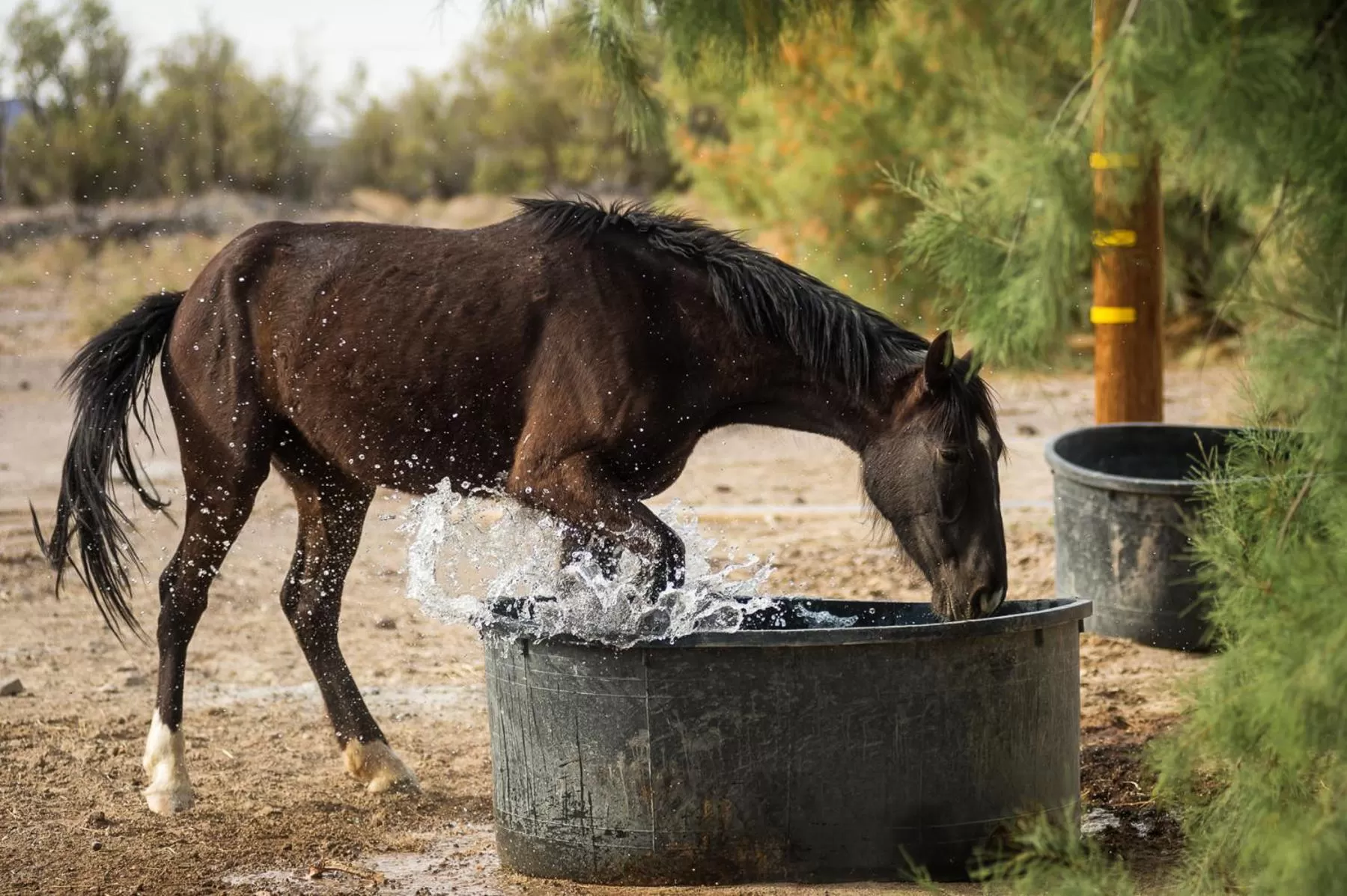 Property building in Amargosa Opera House & Hotel