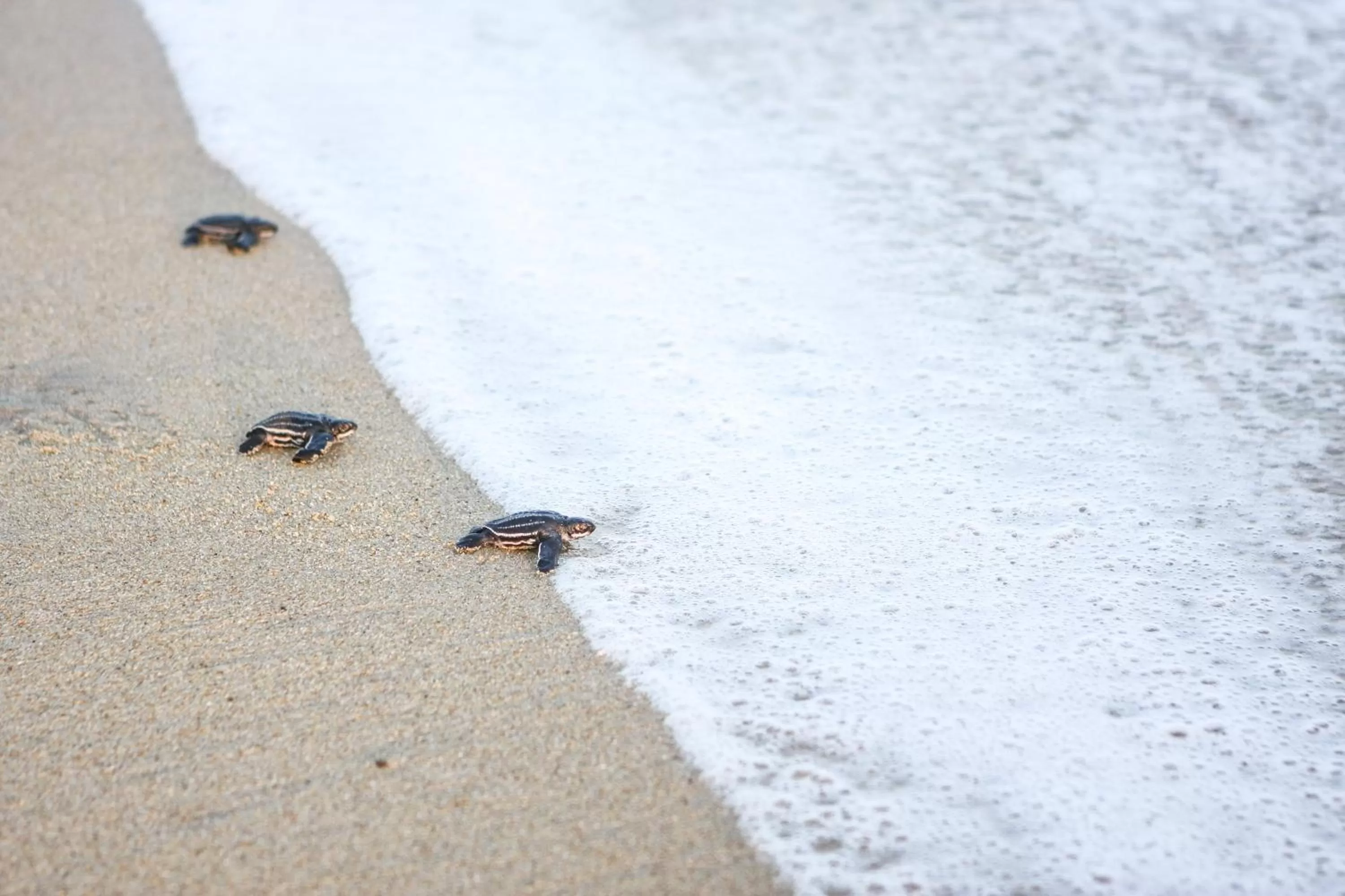 Entertainment in Vivo Resorts