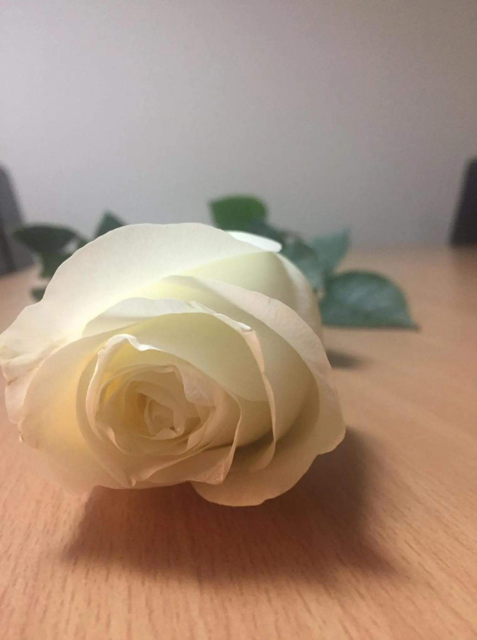 Guests in Euro Hotel