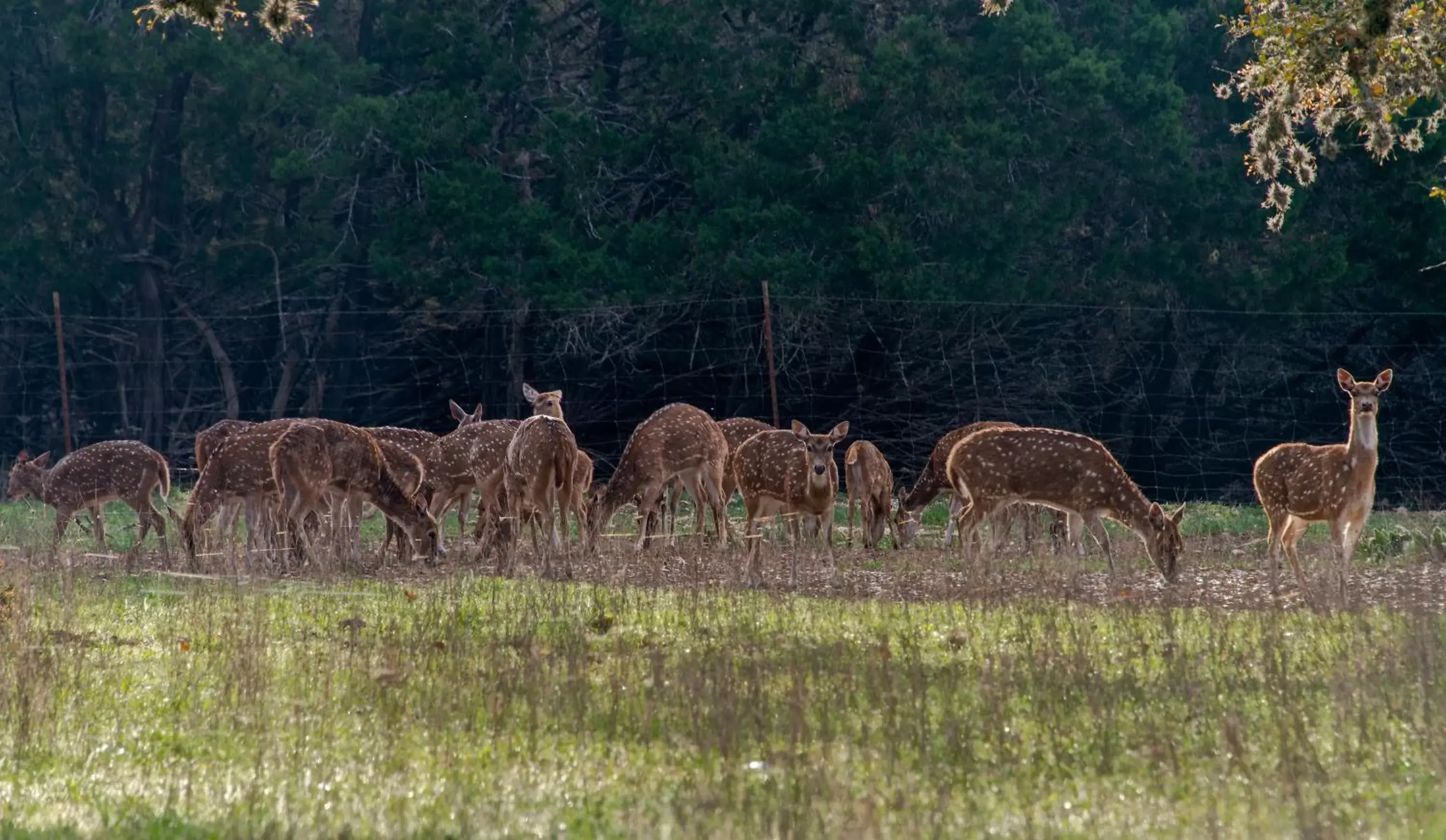 Animals, Other Animals in Tapatio Springs Hill Country Resort