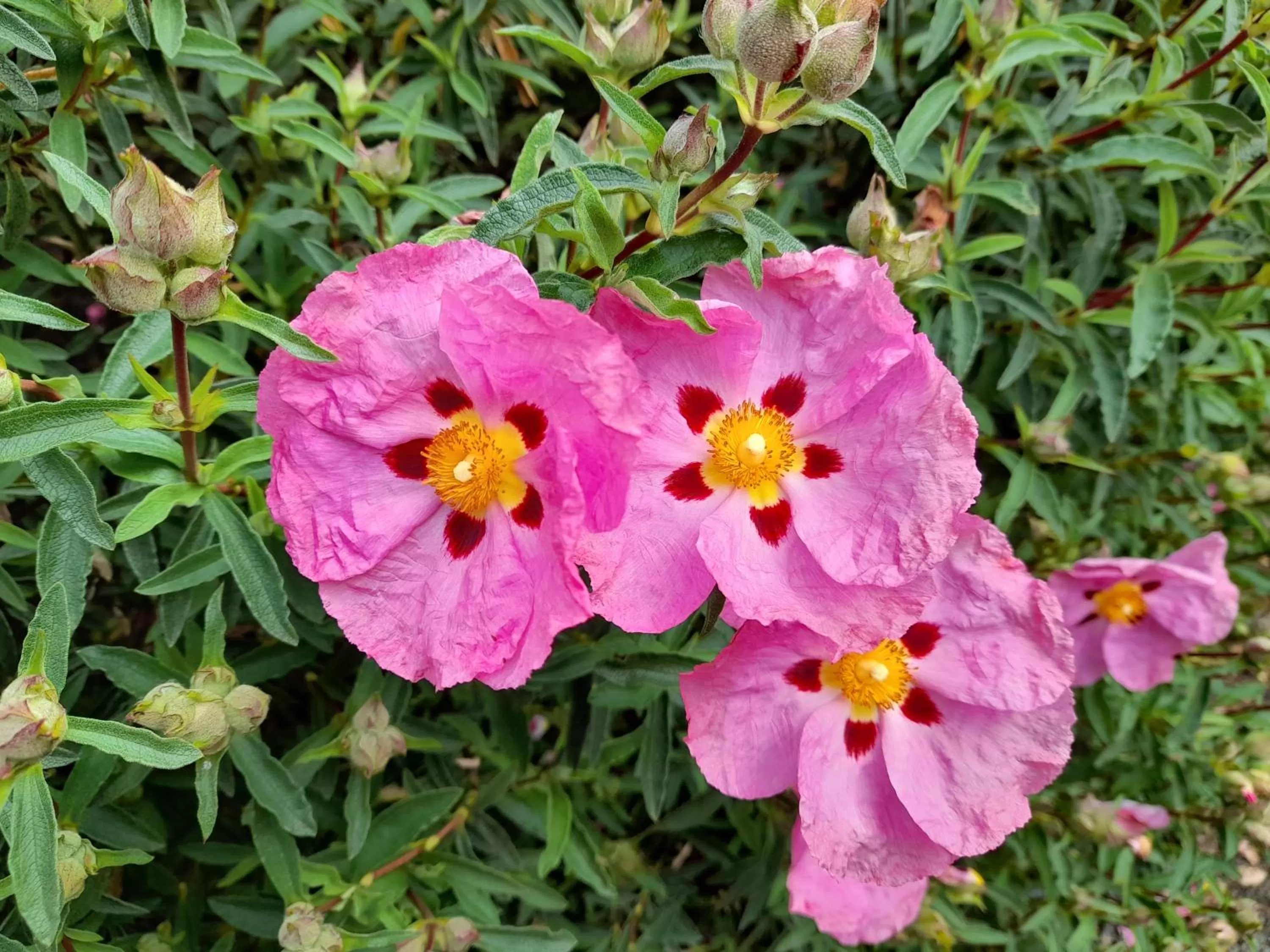 Hillside Bed and Breakfast