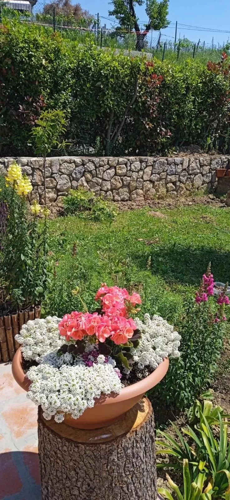 Garden in In Vino Veritas