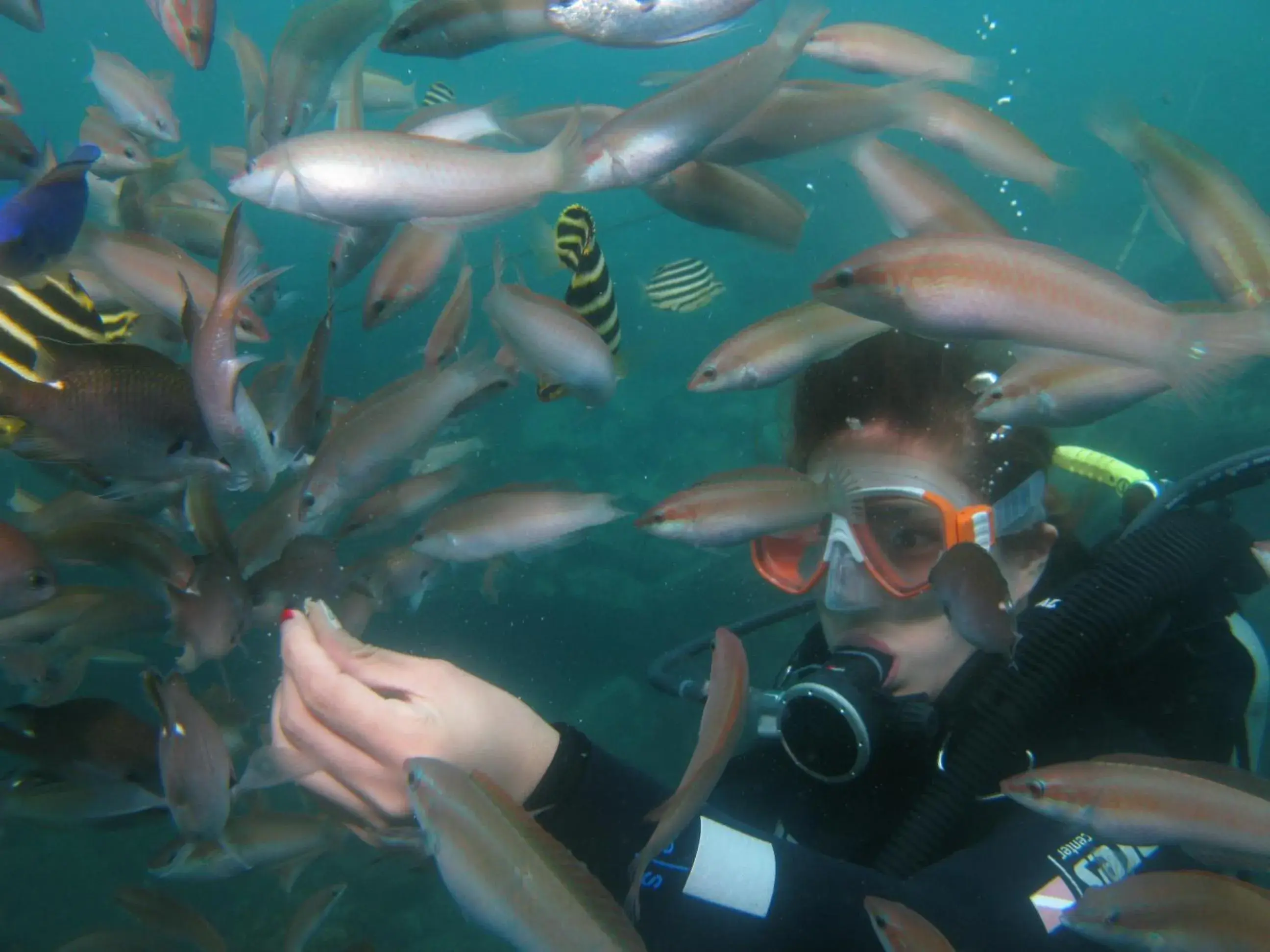 Diving, Other Animals in Oceantree House