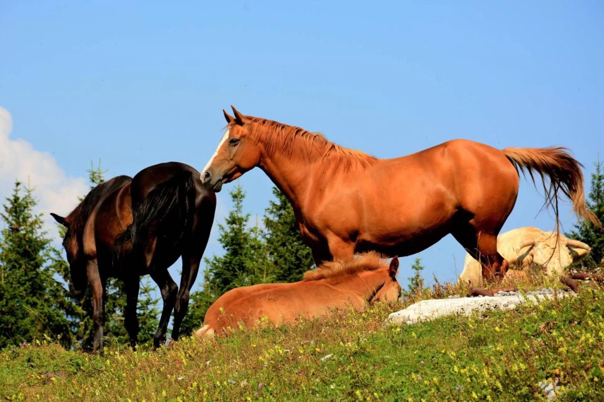 Spring in Wellness Hotel Montis