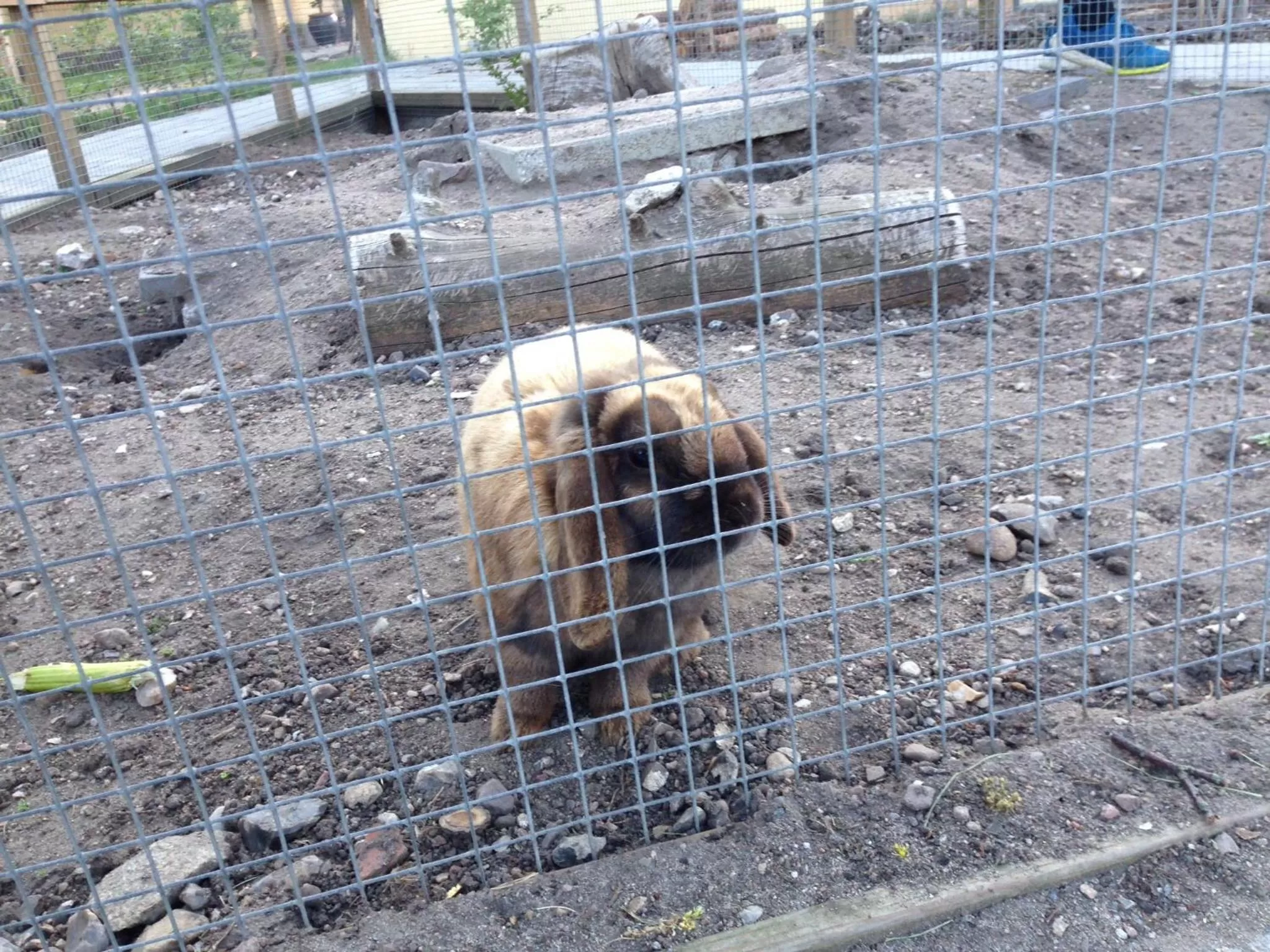 Pets in Birkende Bed and Breakfast