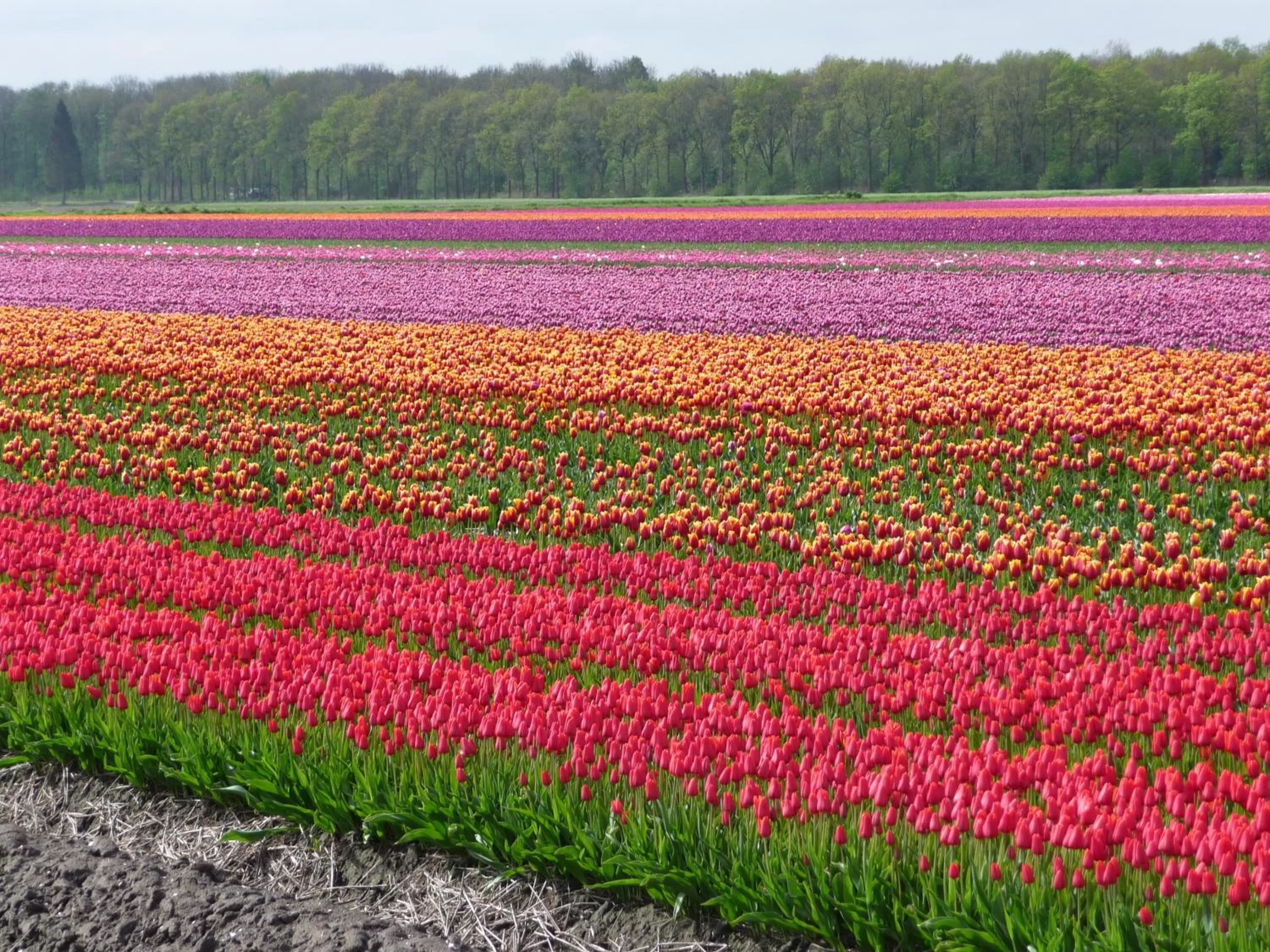 Area and facilities in B&B - Pension Perruque