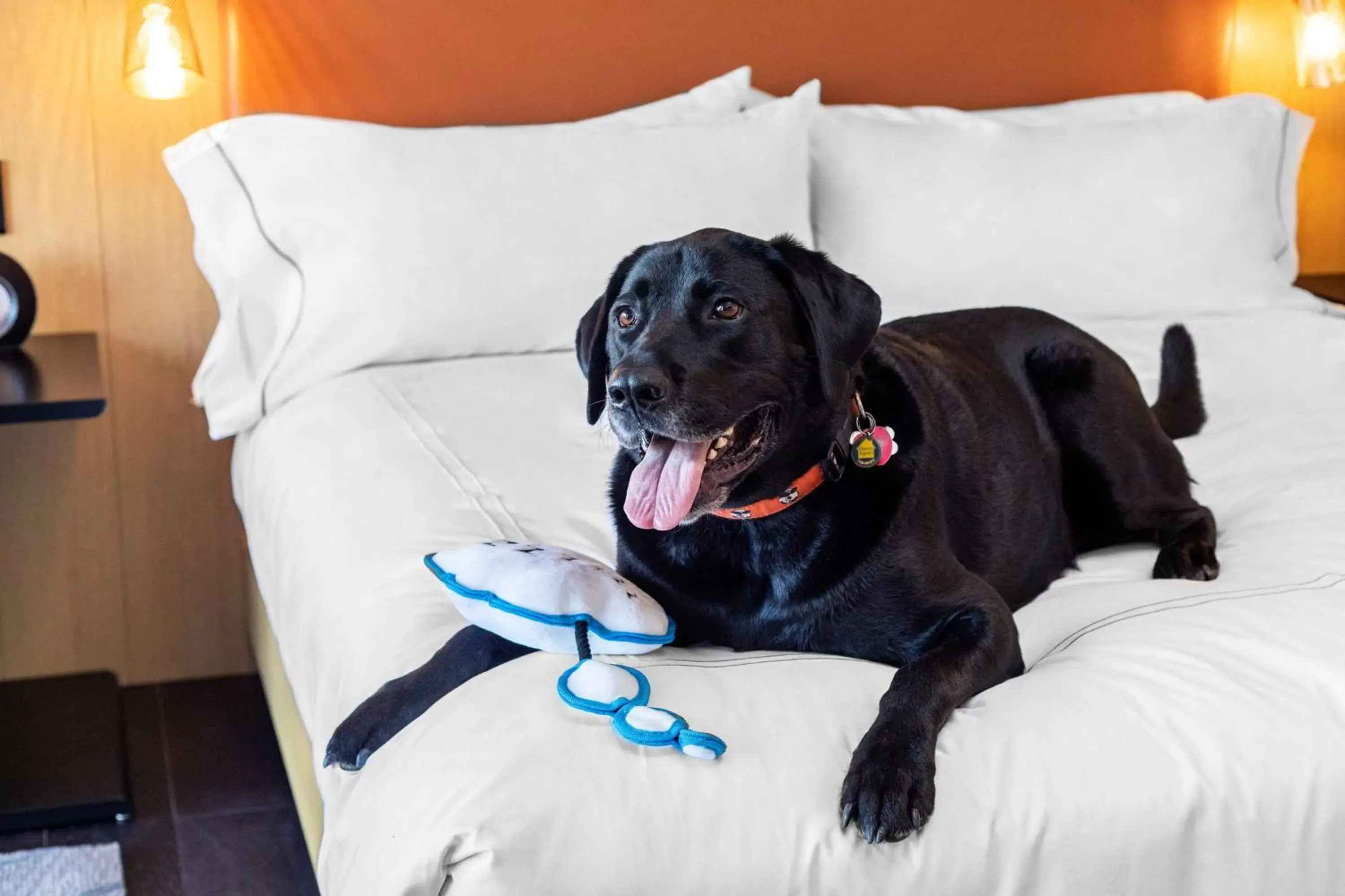 Bed, Pets in Canopy By Hilton Baltimore Harbor Point - Newly Built