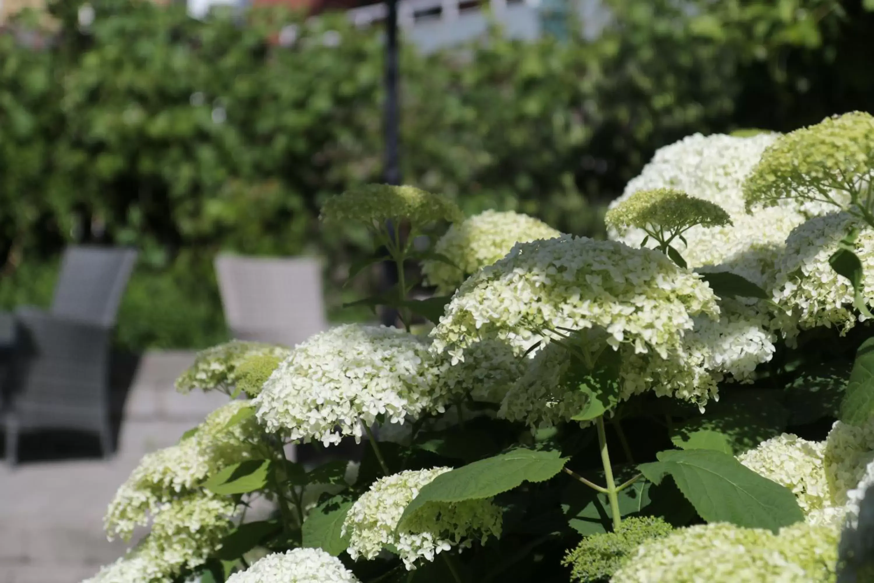 Garden in Hotell Conrad