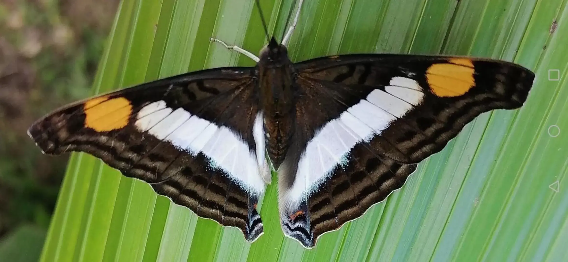 Animals, Other Animals in La Ceiba Tree Lodge