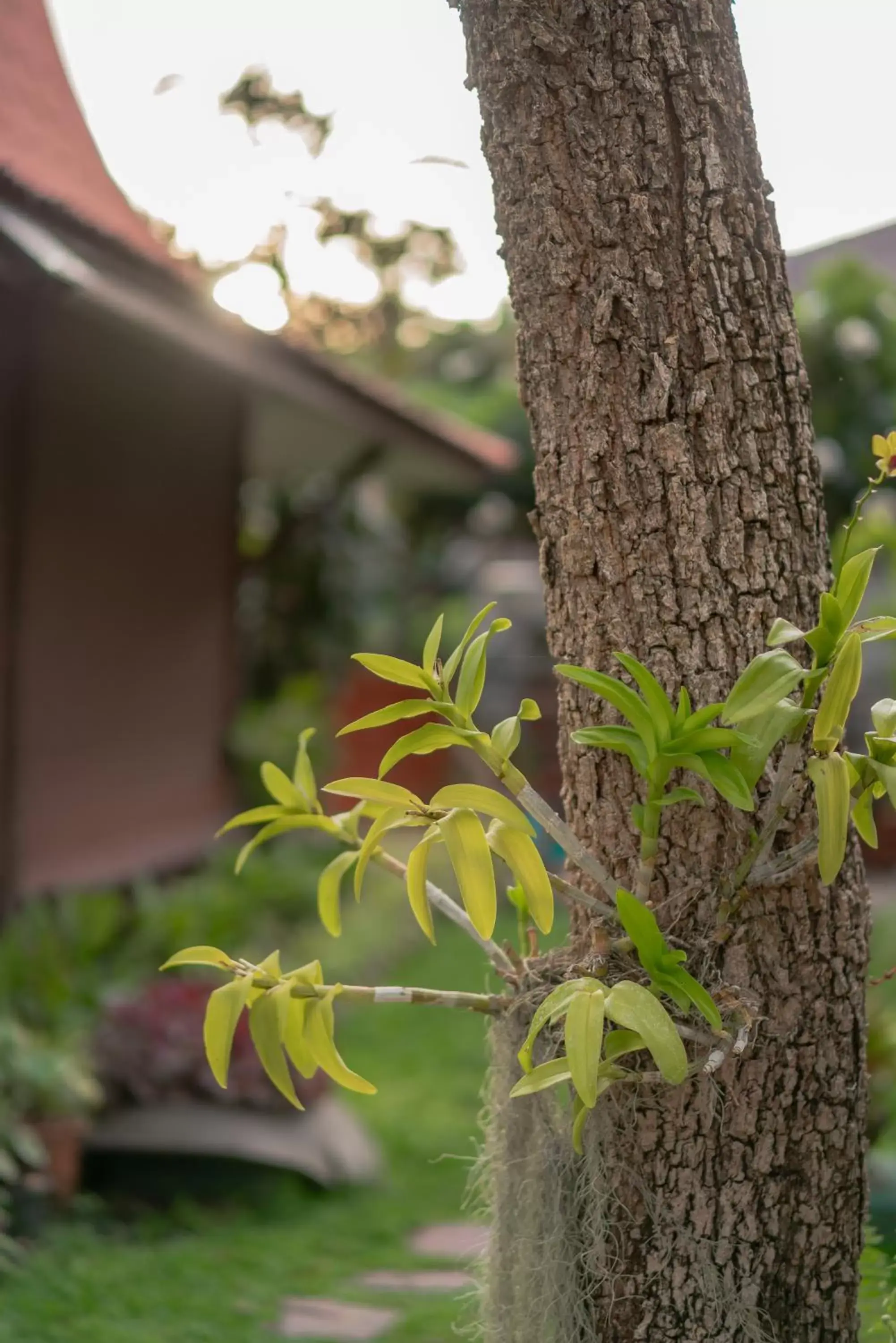 Garden view in Baan Duangkaew Resort