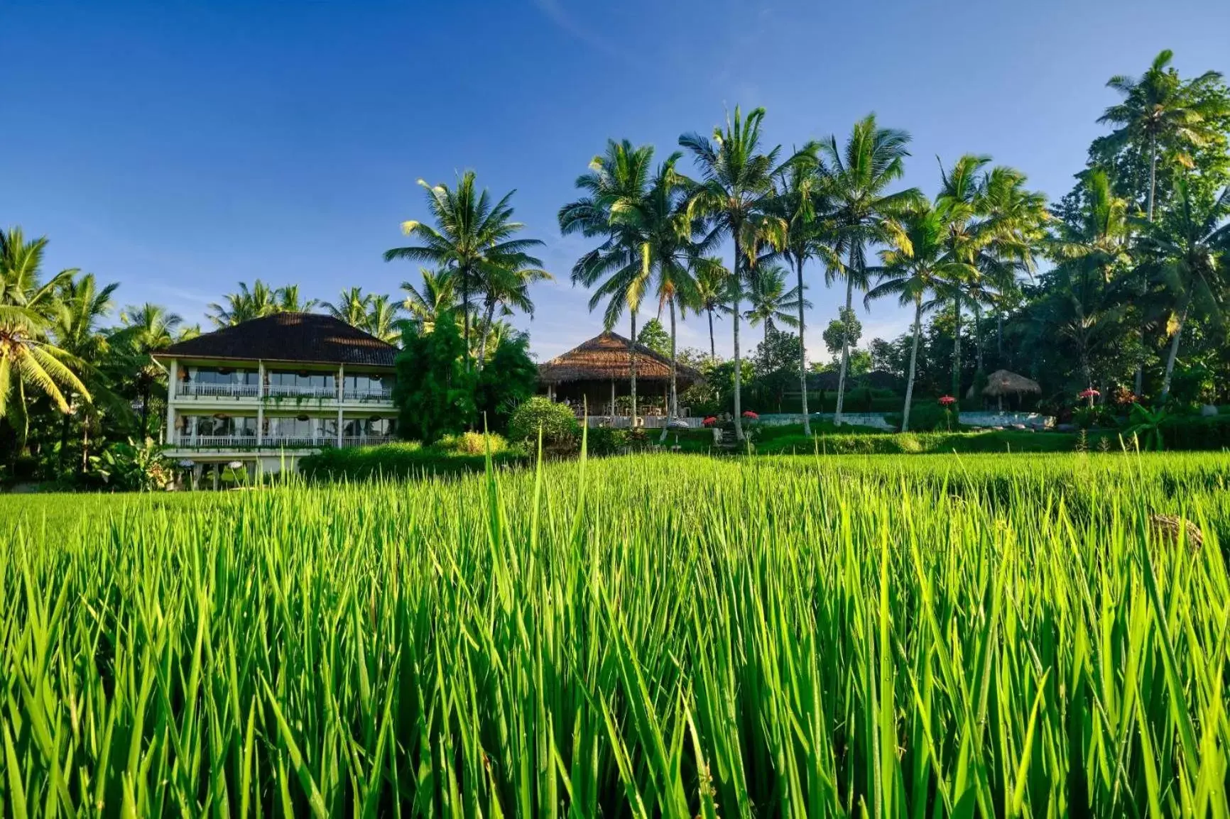 Garden in MATHIS Retreat Ubud