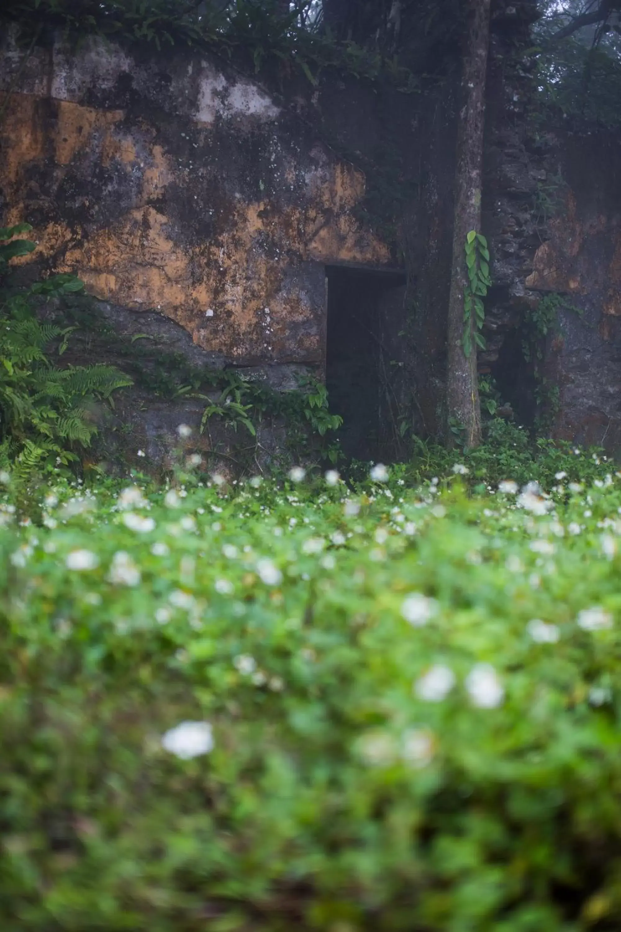 Natural landscape in Melia Ba Vi Mountain Retreat