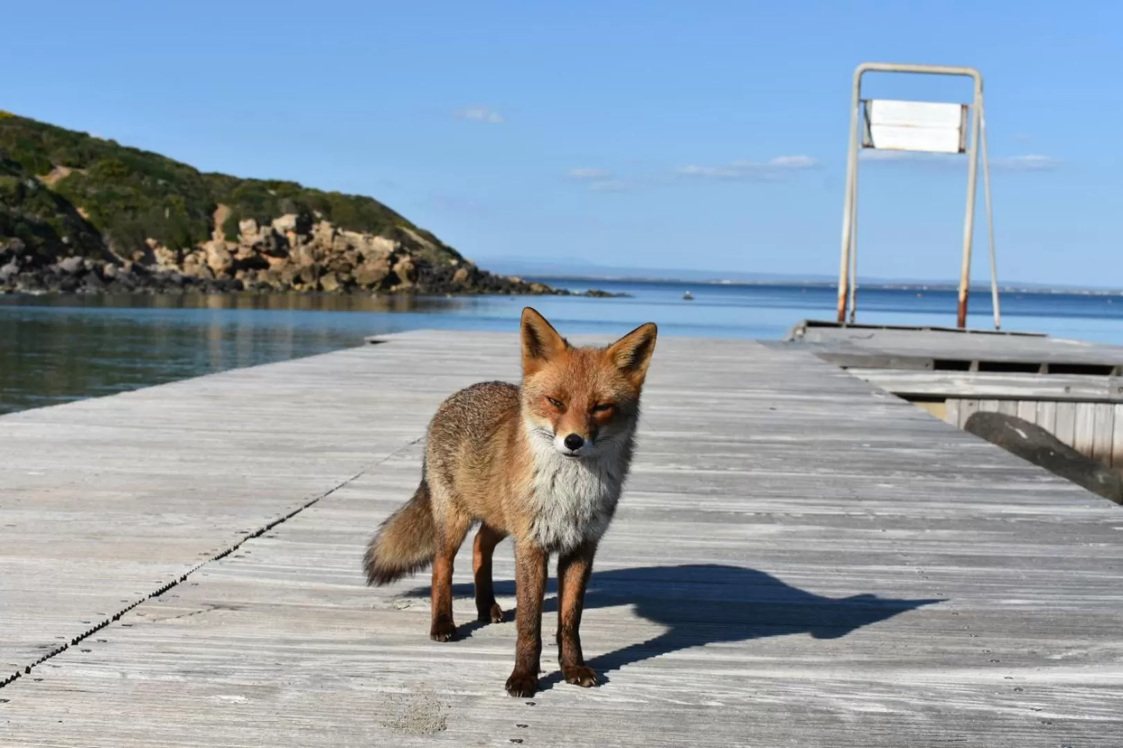 Animals in S'Apprigu B&B