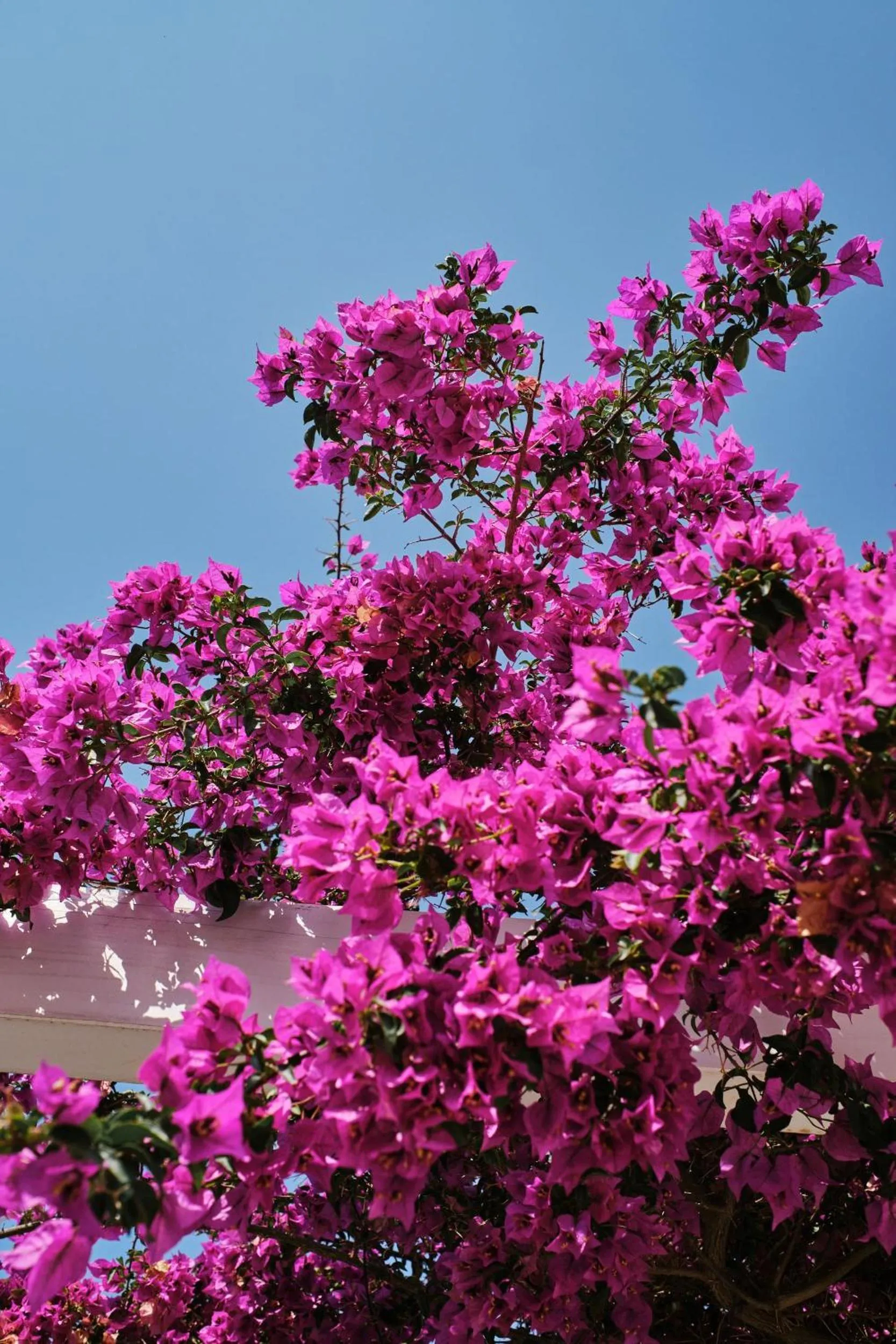 Garden in Prinsotel Mal Pas - Adults Only