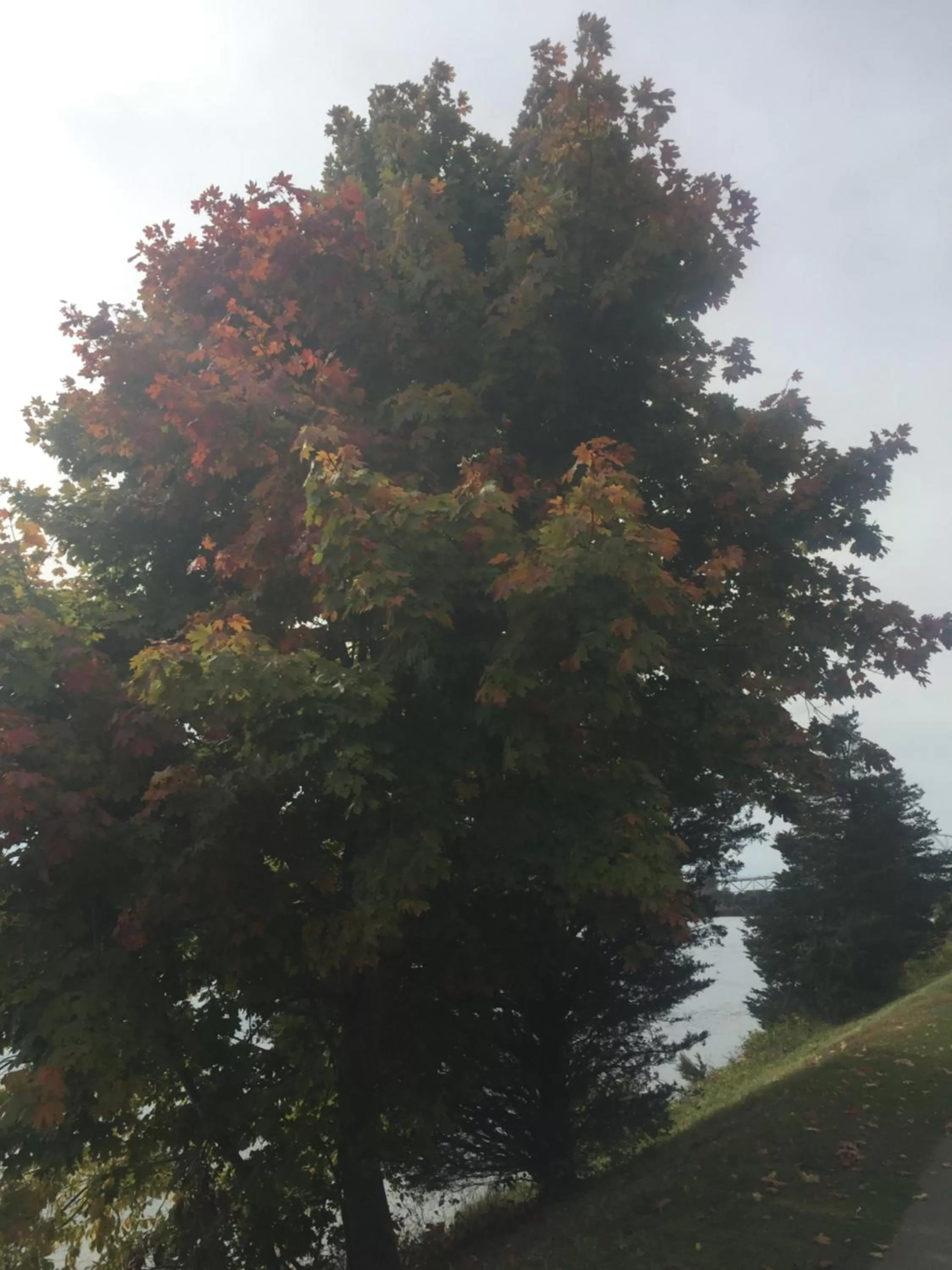 Inn 38 Oak Bluff Circle