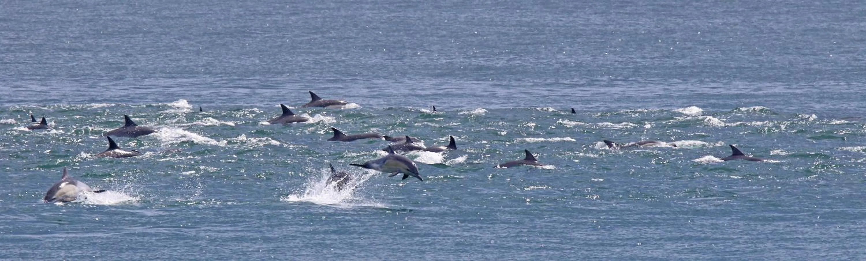 Natural landscape in Dolphin Inn Guesthouse